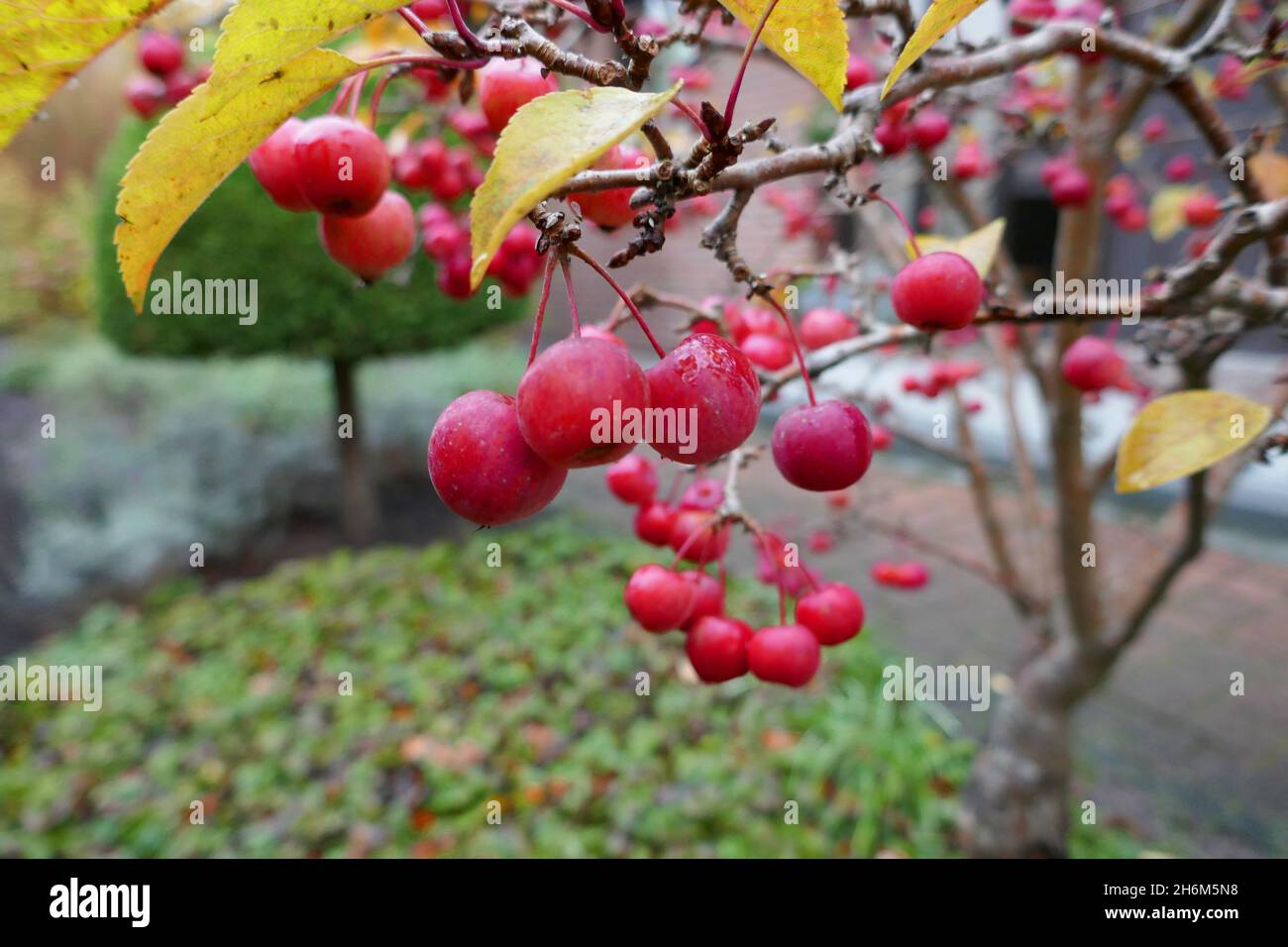 Mini ornamental apple tree. The apples are the size of cherries and the tree is smaller than 2 meters. A crab apple. Stock Photo