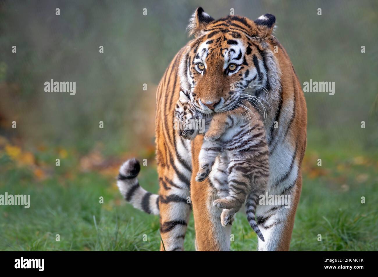 Amur tiger mum carrying five-week-old cub Stock Photo