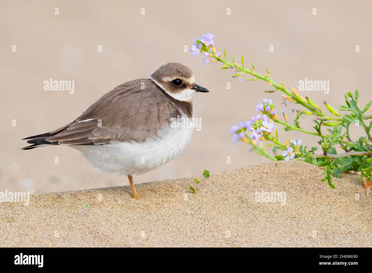 Ringed Plover (Charadrius hiaticula), side view of a juvenile standing close to a Sea Rocket (Cakile maritima), Campania, Italy Stock Photo