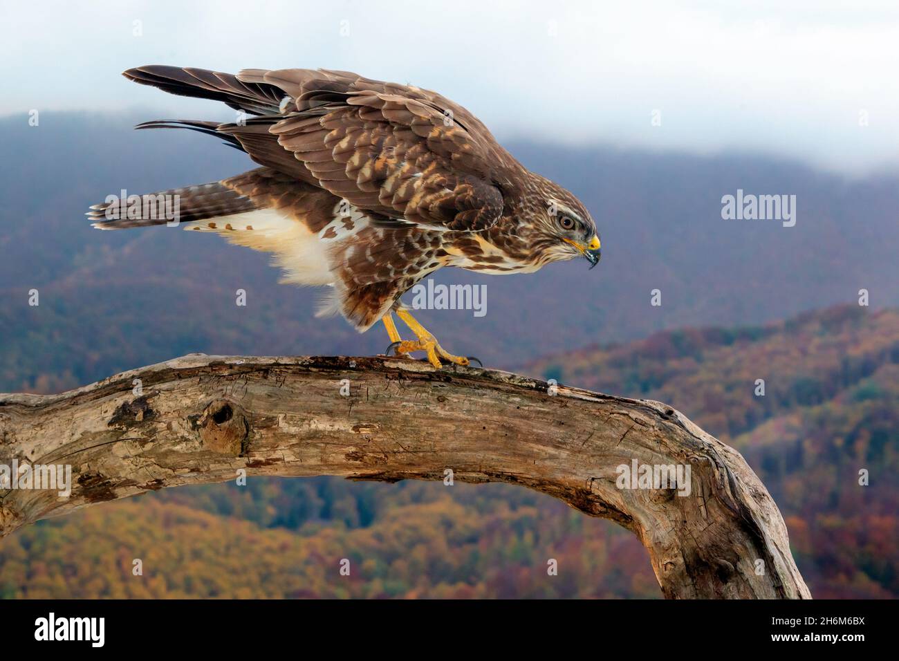 Common Buzzard (Buteo buteo), side view of a juvenile perched on an old trunk with autumn landscape in the background, Campania, Italy Stock Photo