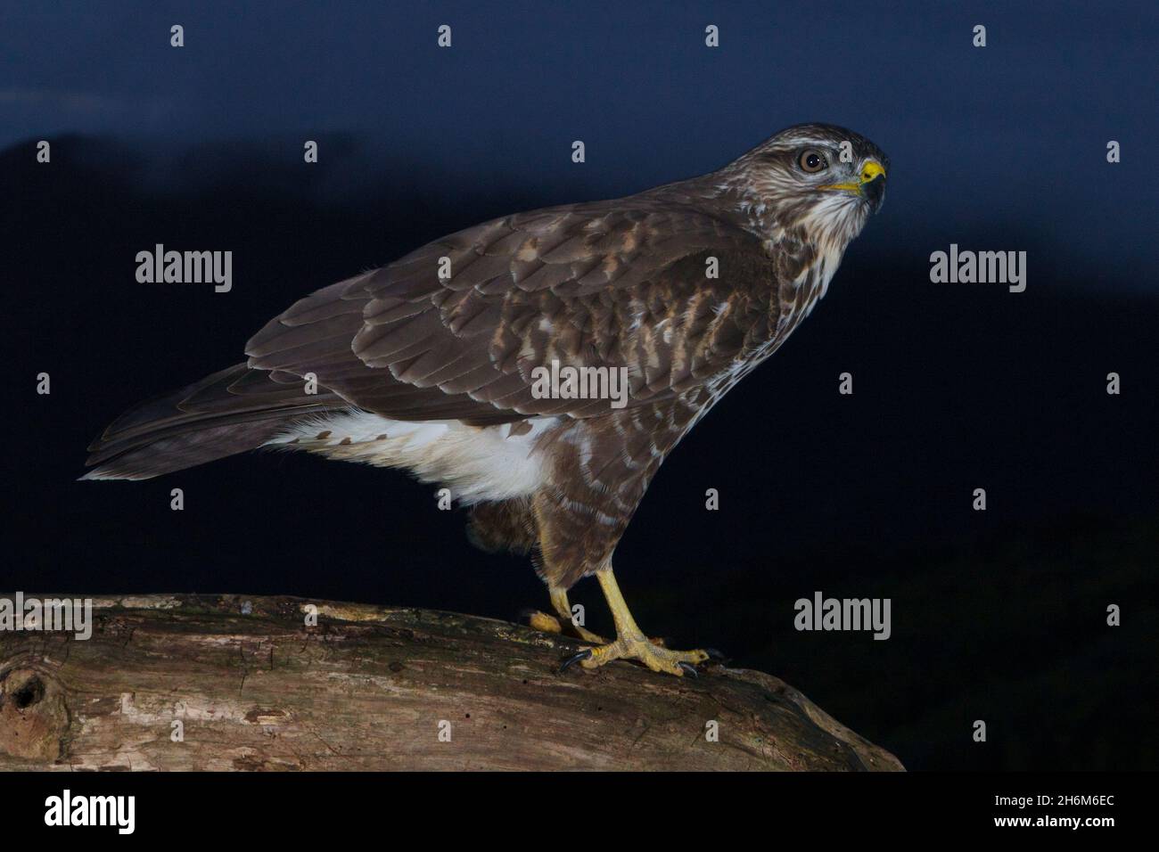 Common Buzzard (Buteo buteo), side view of a juvenile perched on an old trunk at dusk, Campania, Italy Stock Photo