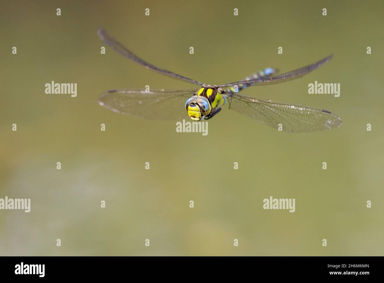 Blue Hawker (Aeshna cyanea), front view of an adult in flight, Campania, Italy Stock Photo