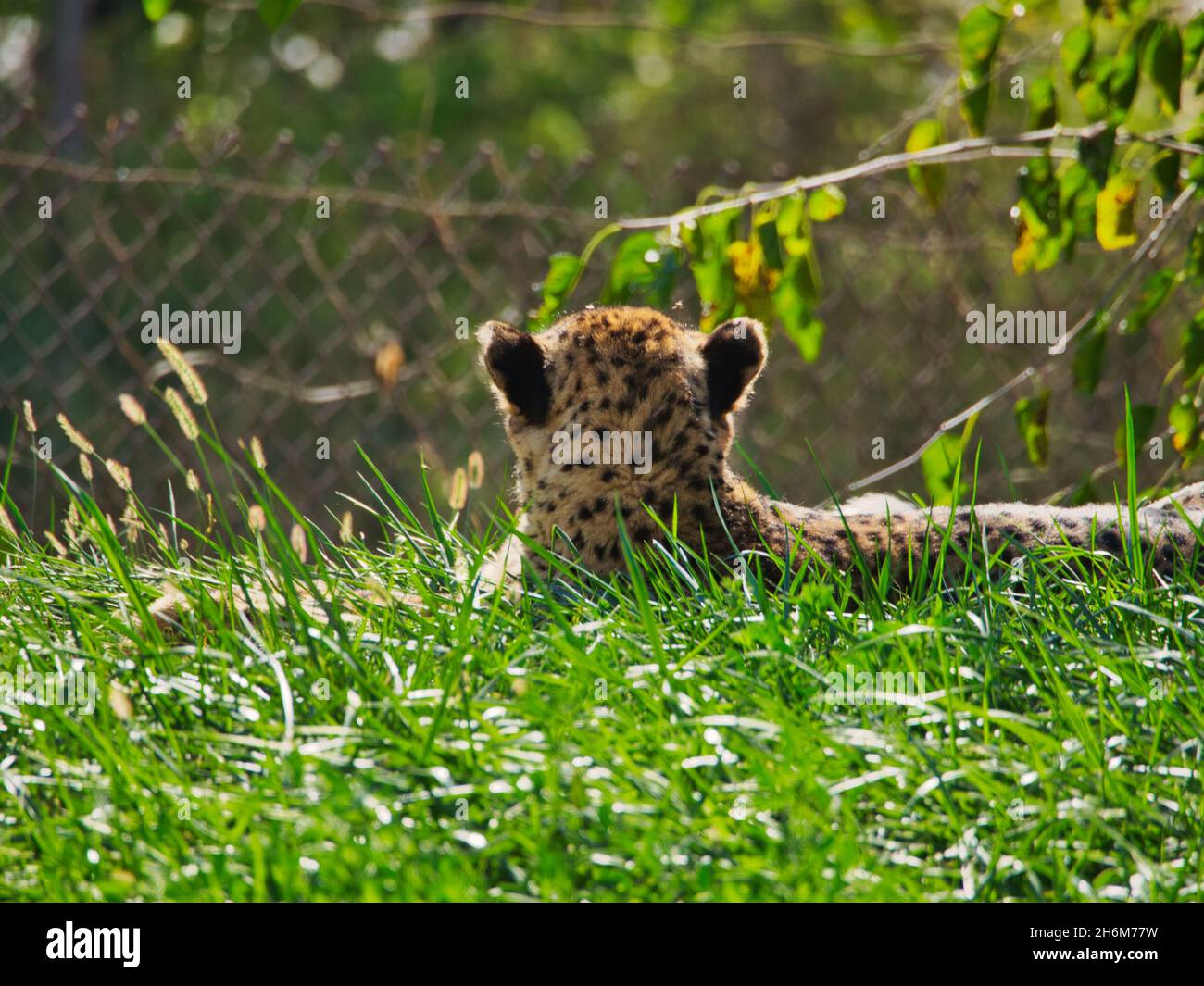 Back view of a cheetah in Omaha's Henry Doorly Zoo and Aquarium in Omaha Nebraska Stock Photo