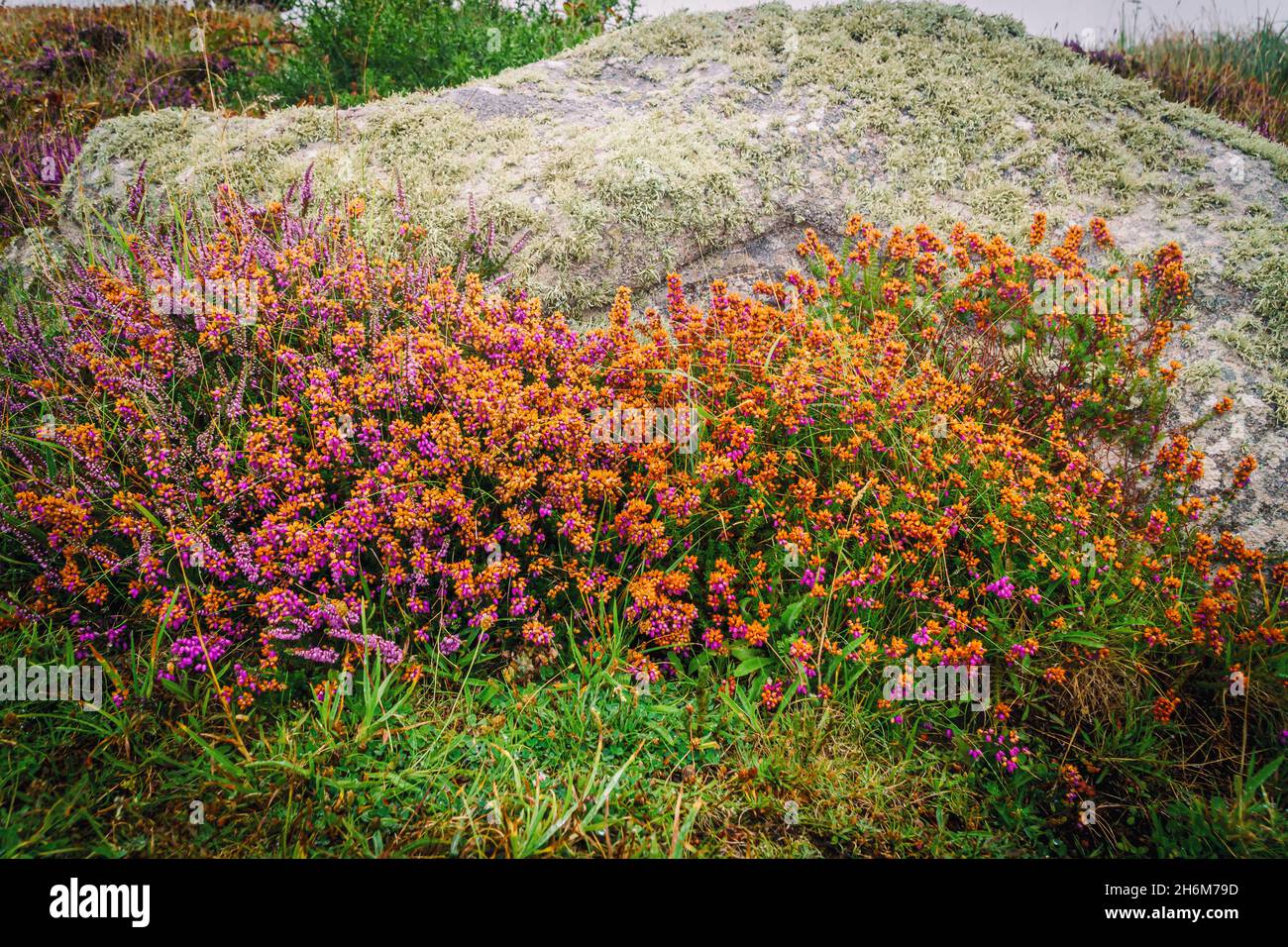 Vibrant wildflowers background hi-res stock photography and images - Alamy