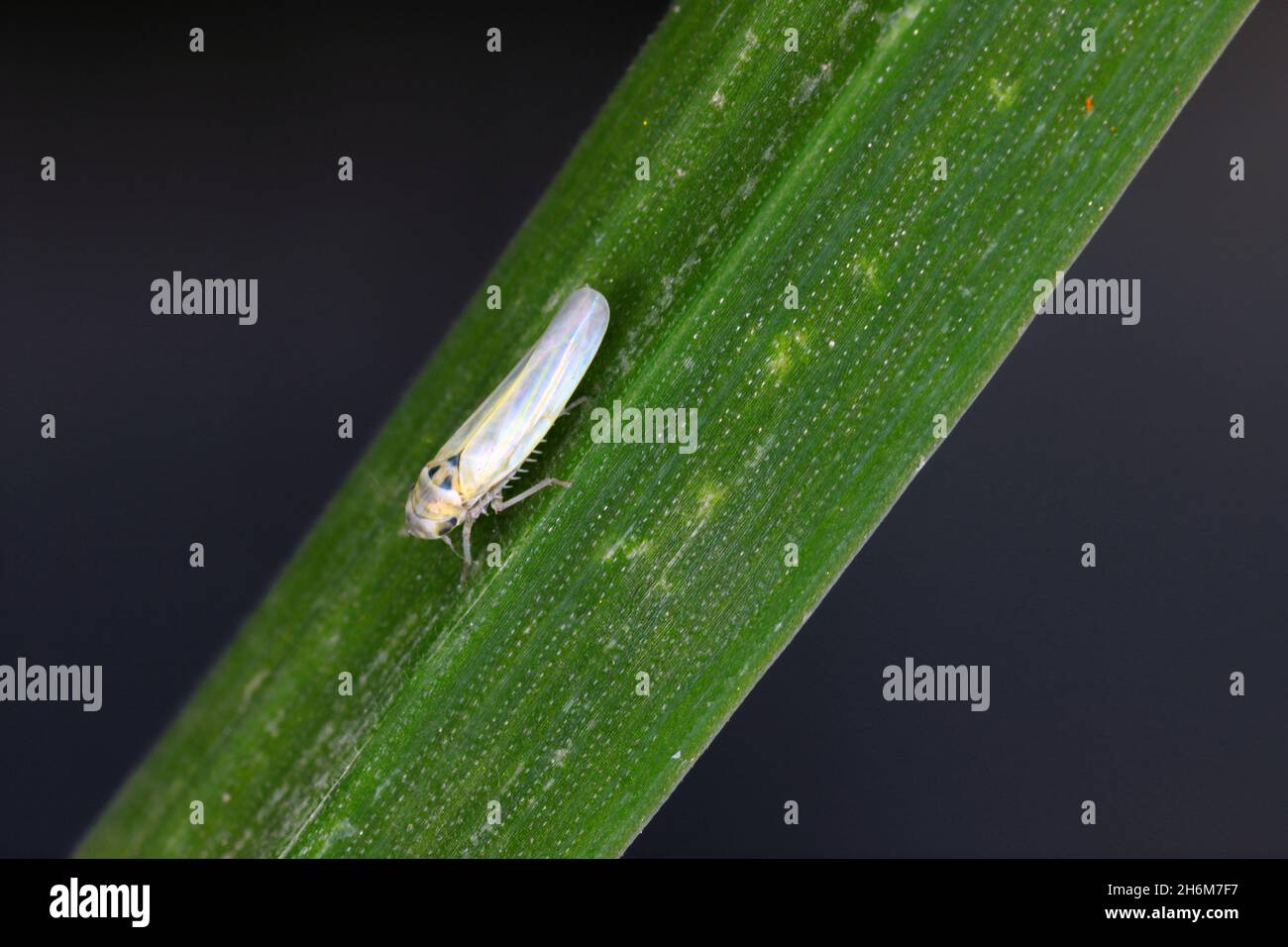 Maize leafhopper (Zyginidia scutellaris) pest of corn crop. Insect on winter cereal. Stock Photo