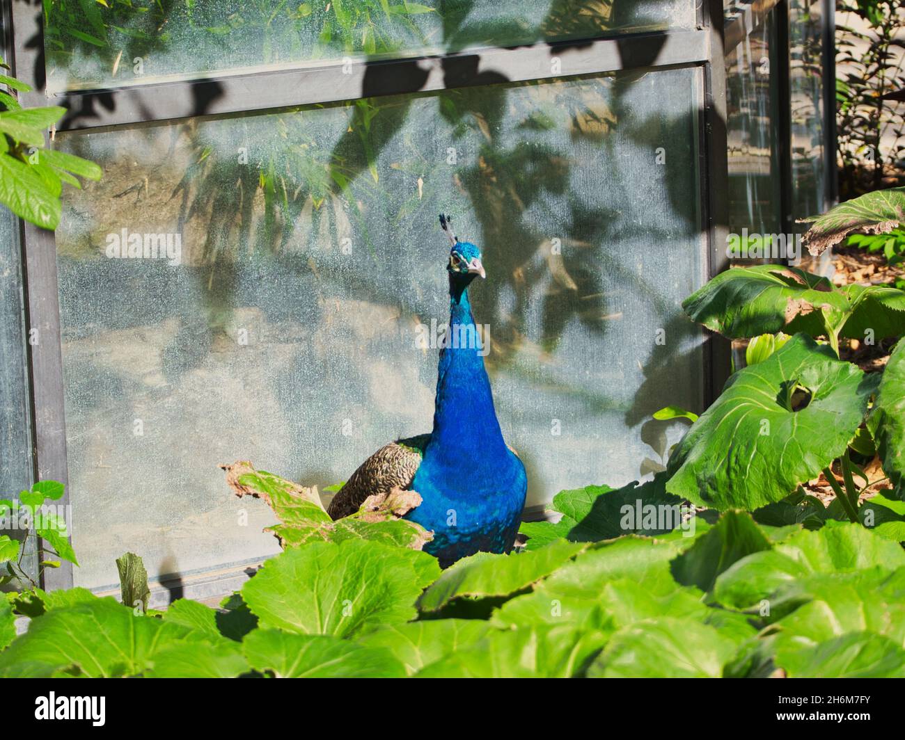 Indian peafowl in Omaha's Henry Doorly Zoo and Aquarium in Omaha Nebraska Stock Photo