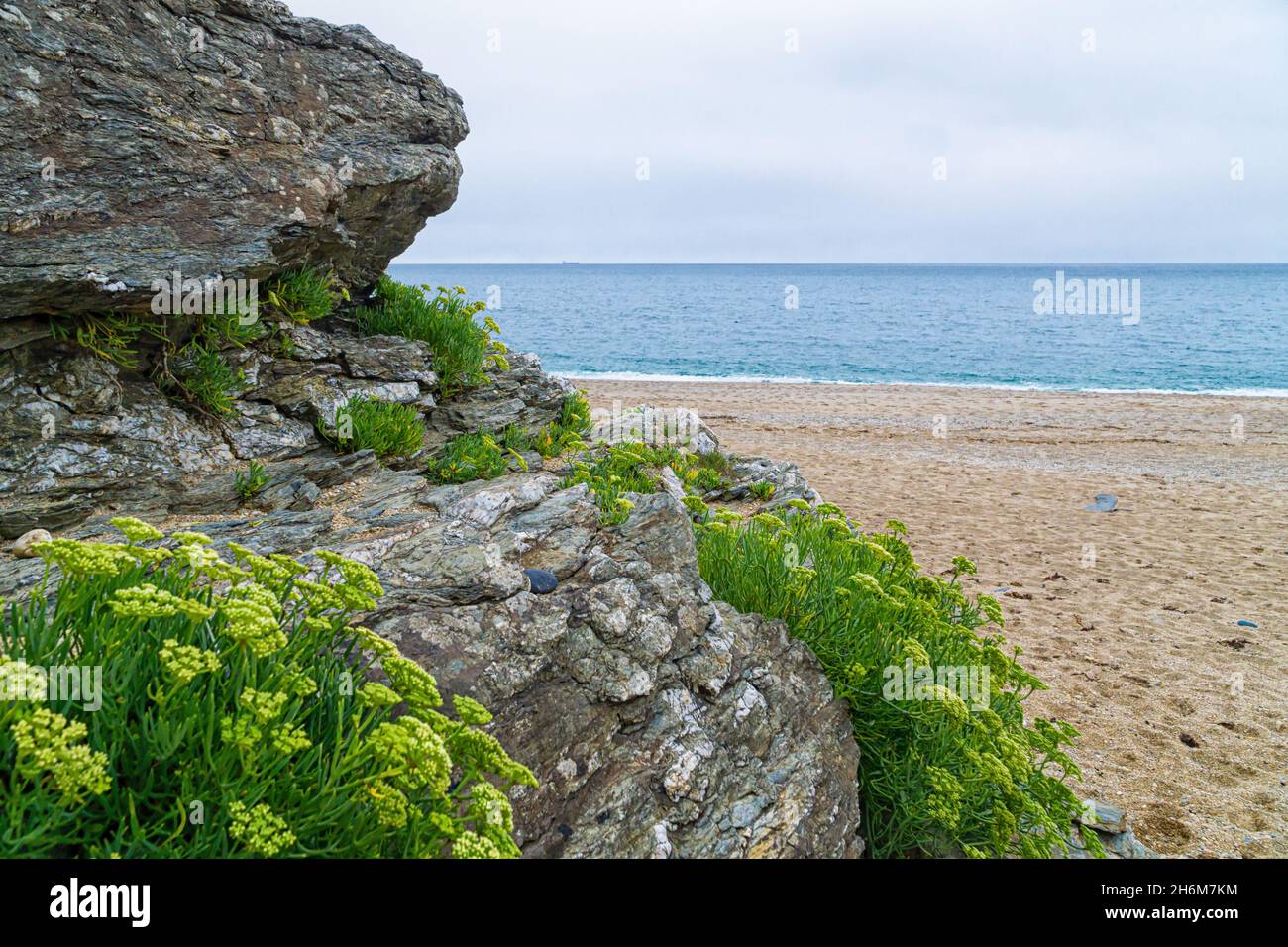 Coastal view of the sea from behind flower-covered rocks, Cornwall Stock Photo