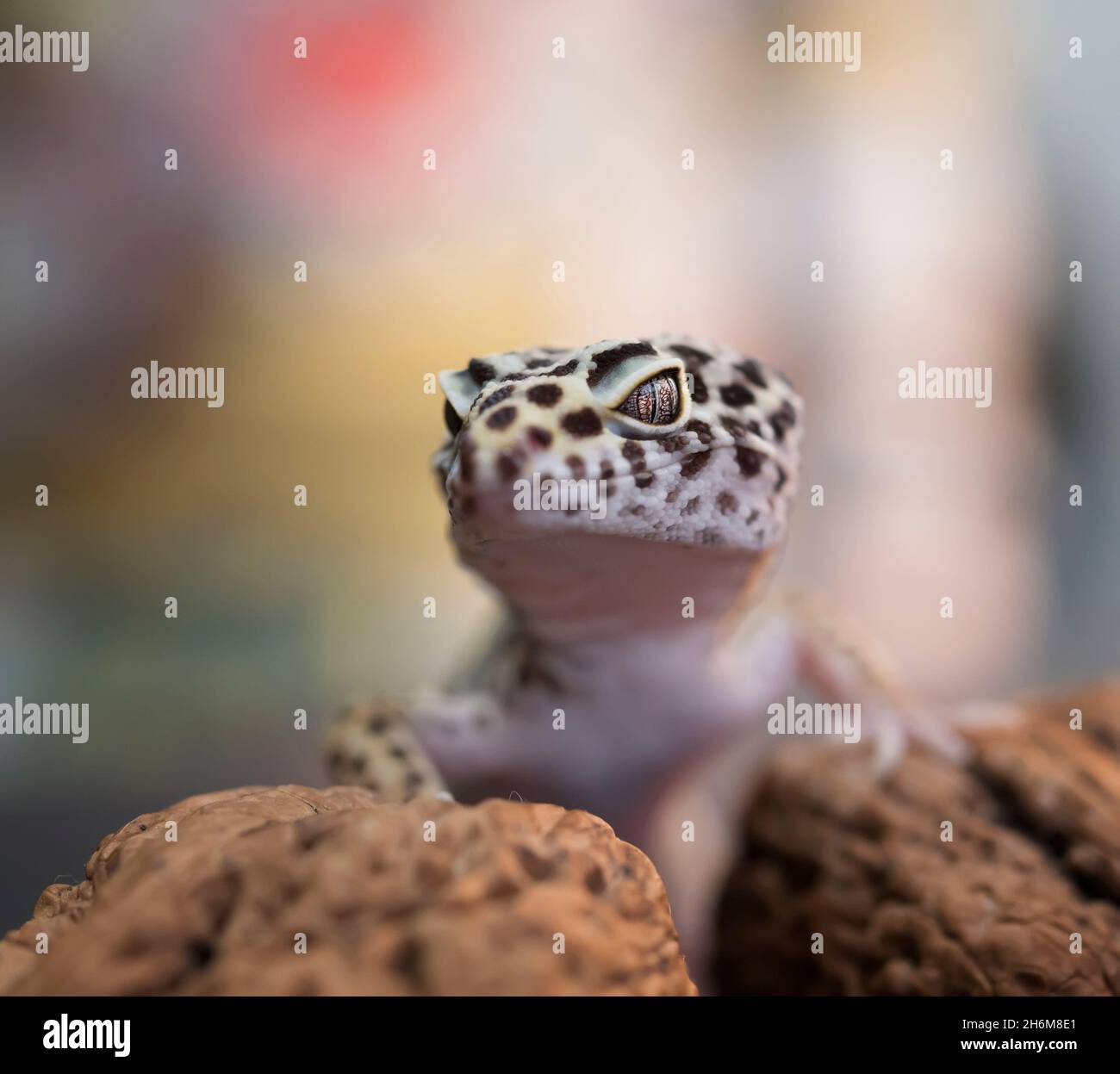 Gecko, Lizard, Leopard Lizard Gecko Stock Photo