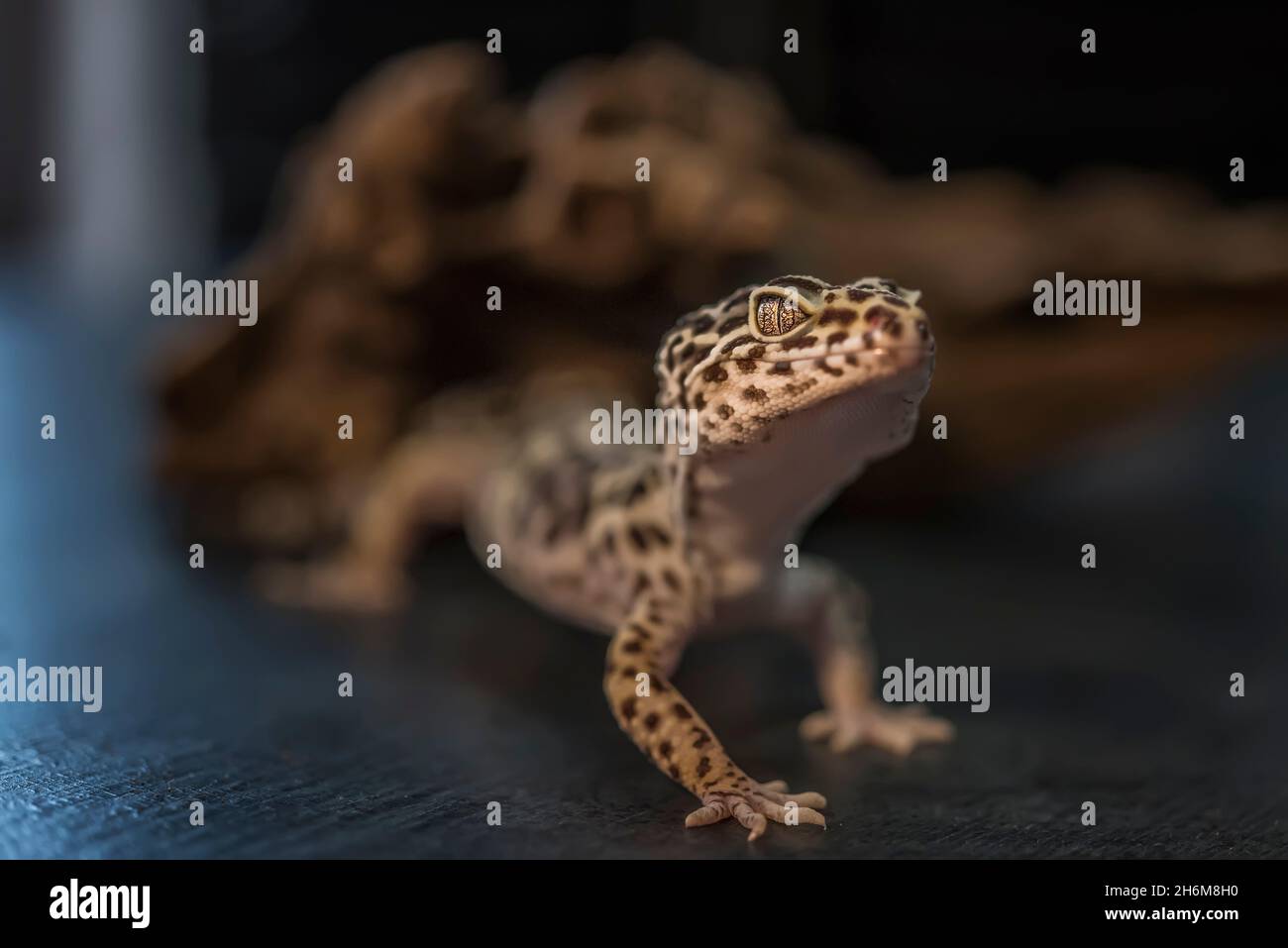 Gecko, Lizard, Leopard Lizard Gecko Stock Photo