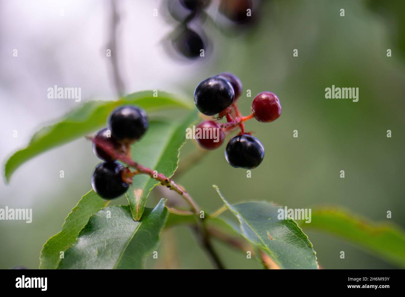 Selective of bird cherries in a garden Stock Photo Alamy