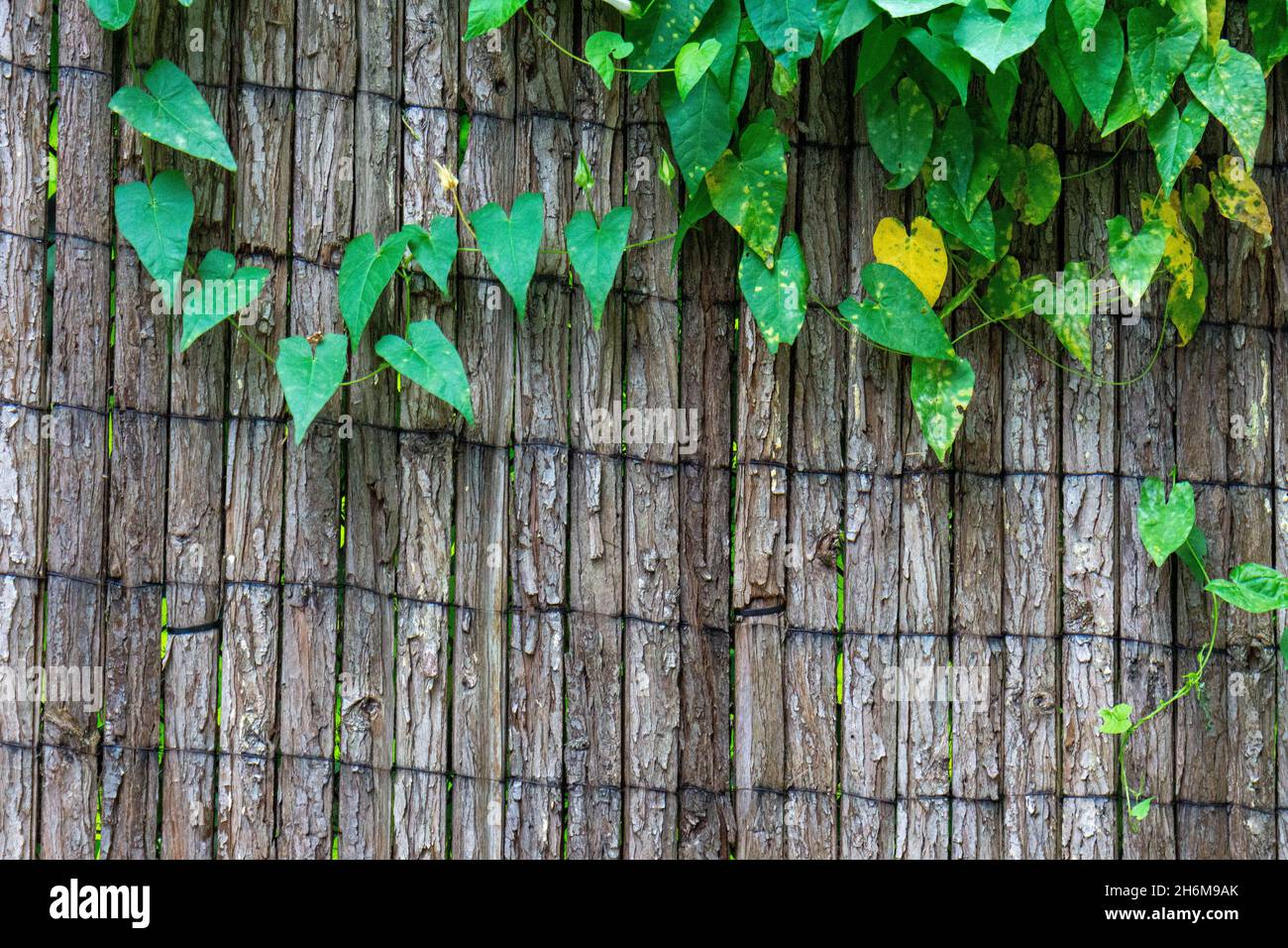 Old wooden picket fence with green leave Stock Photo - Alamy