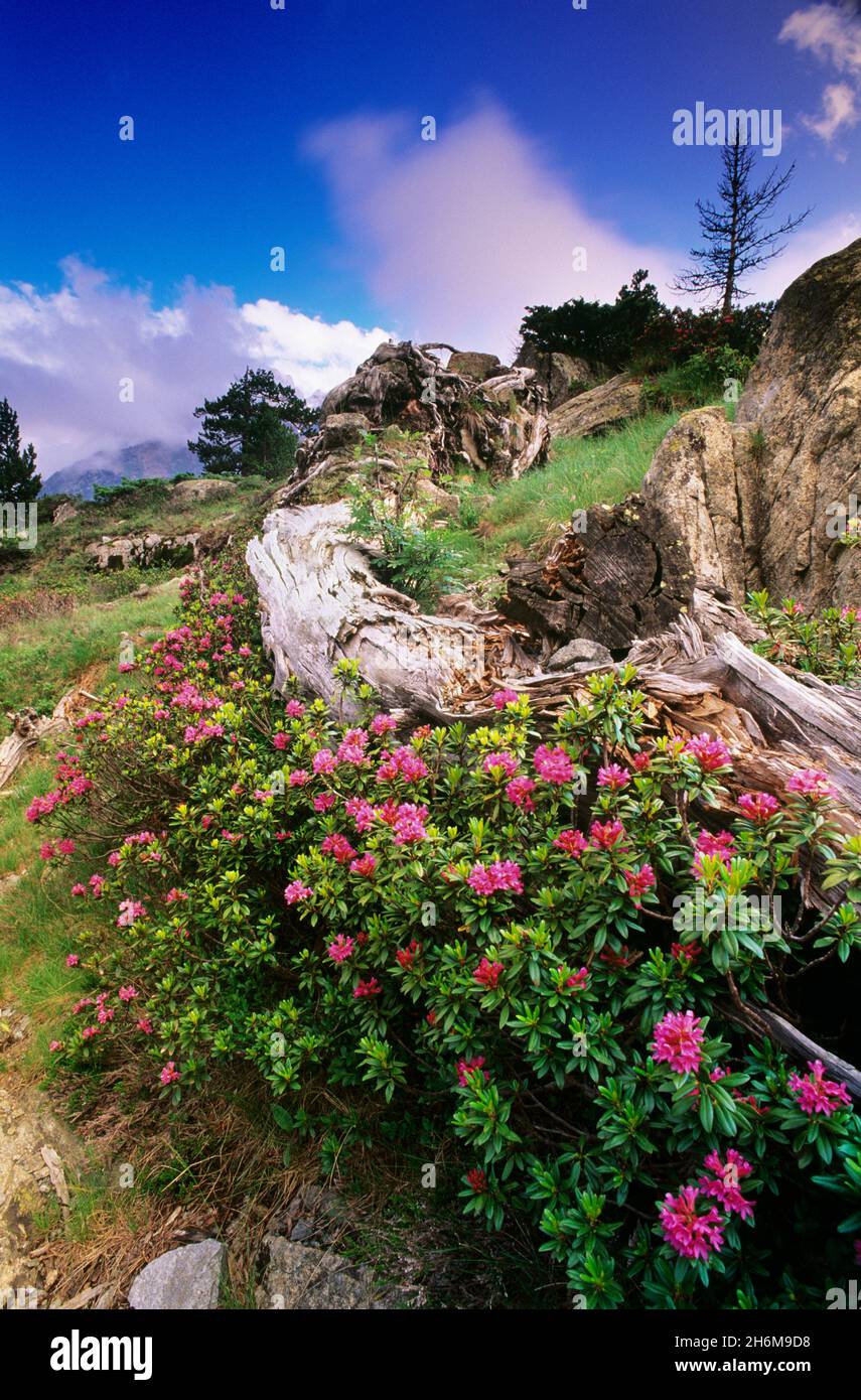 Rhododendrons on Mountain Side, Neouvielle Natural Reserve, Hautes-Pyrenees, France Stock Photo