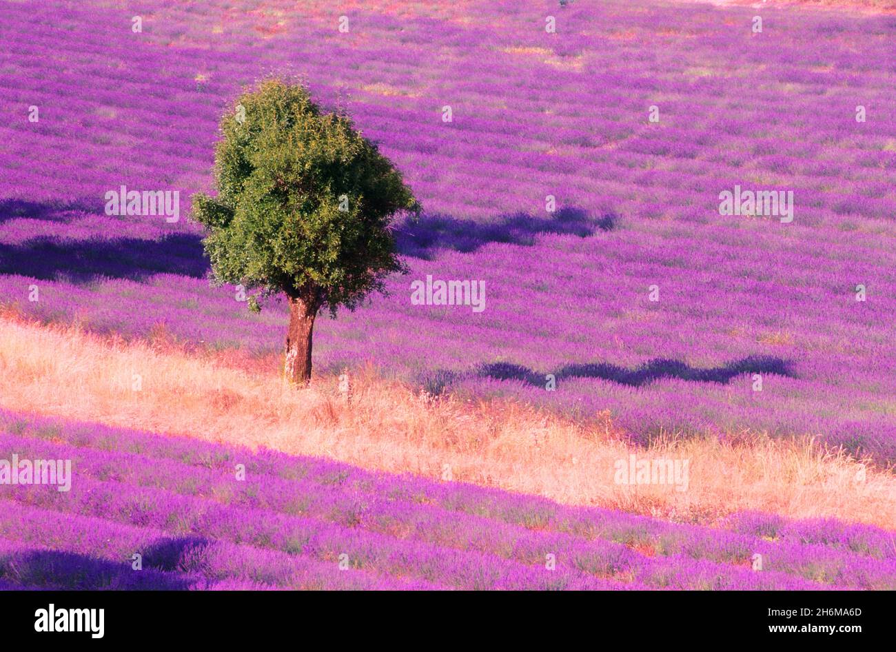Tree in a Lavender Field Senanque, Provence, France Stock Photo