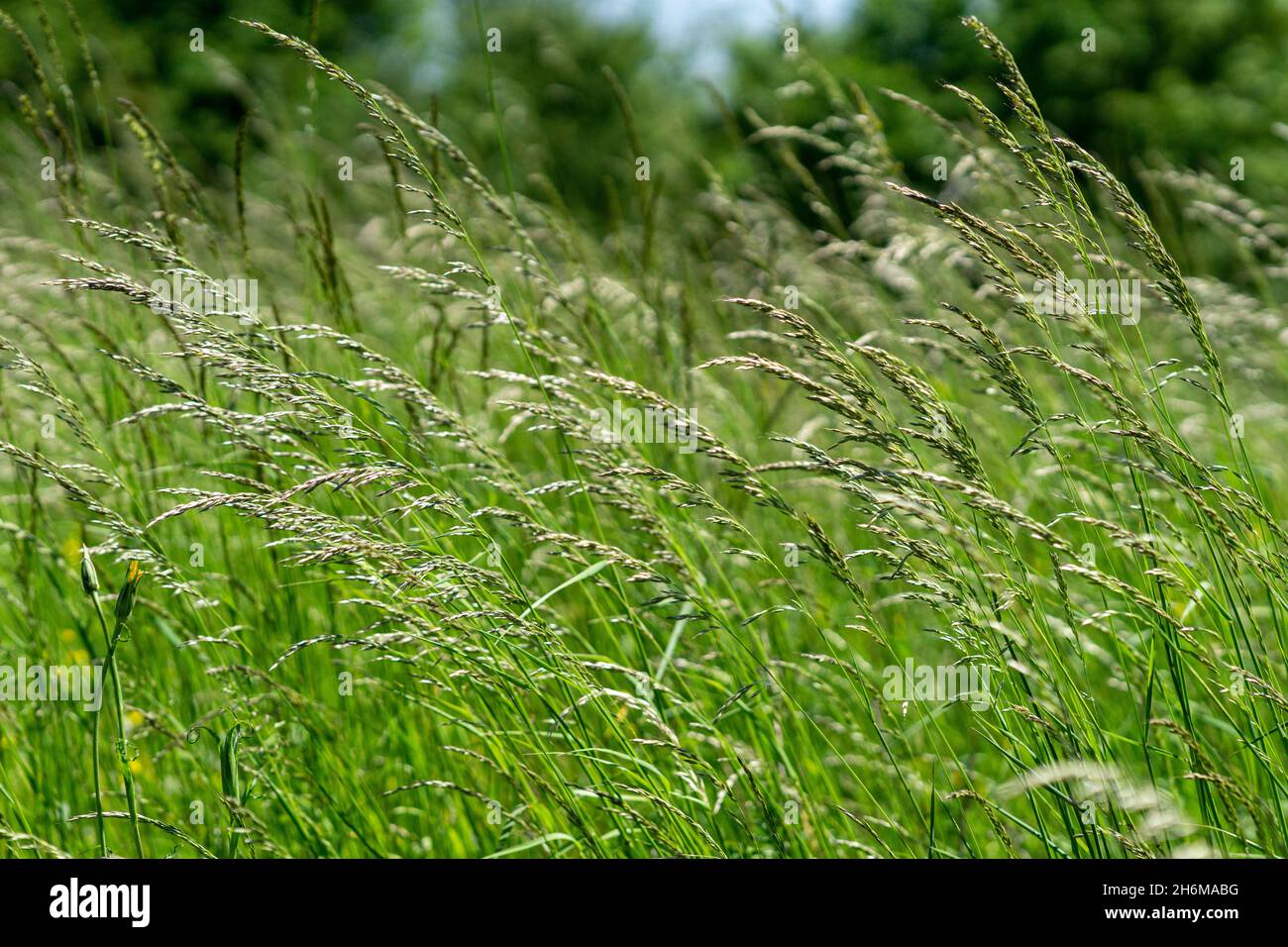 Growing rice weeds hi-res stock photography and images - Alamy
