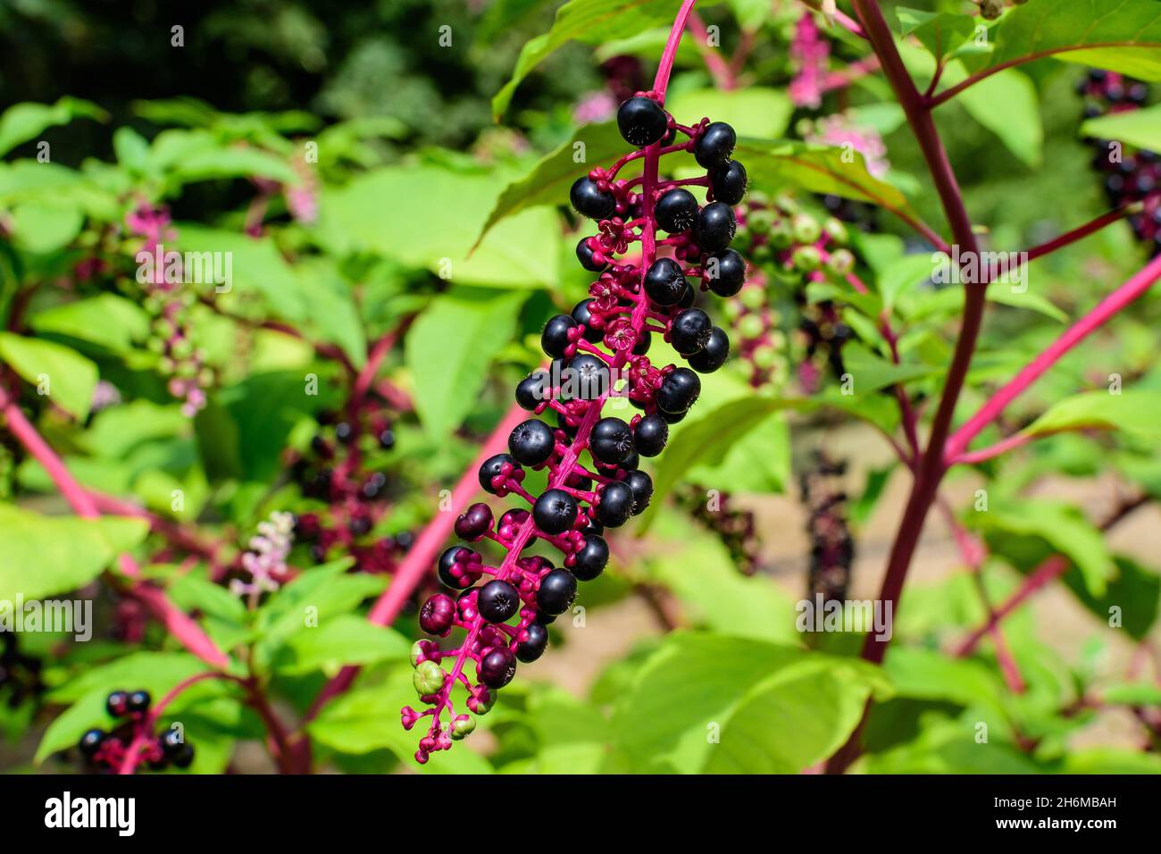 Small black poisonous fruits of Phytolacca plant, also known as