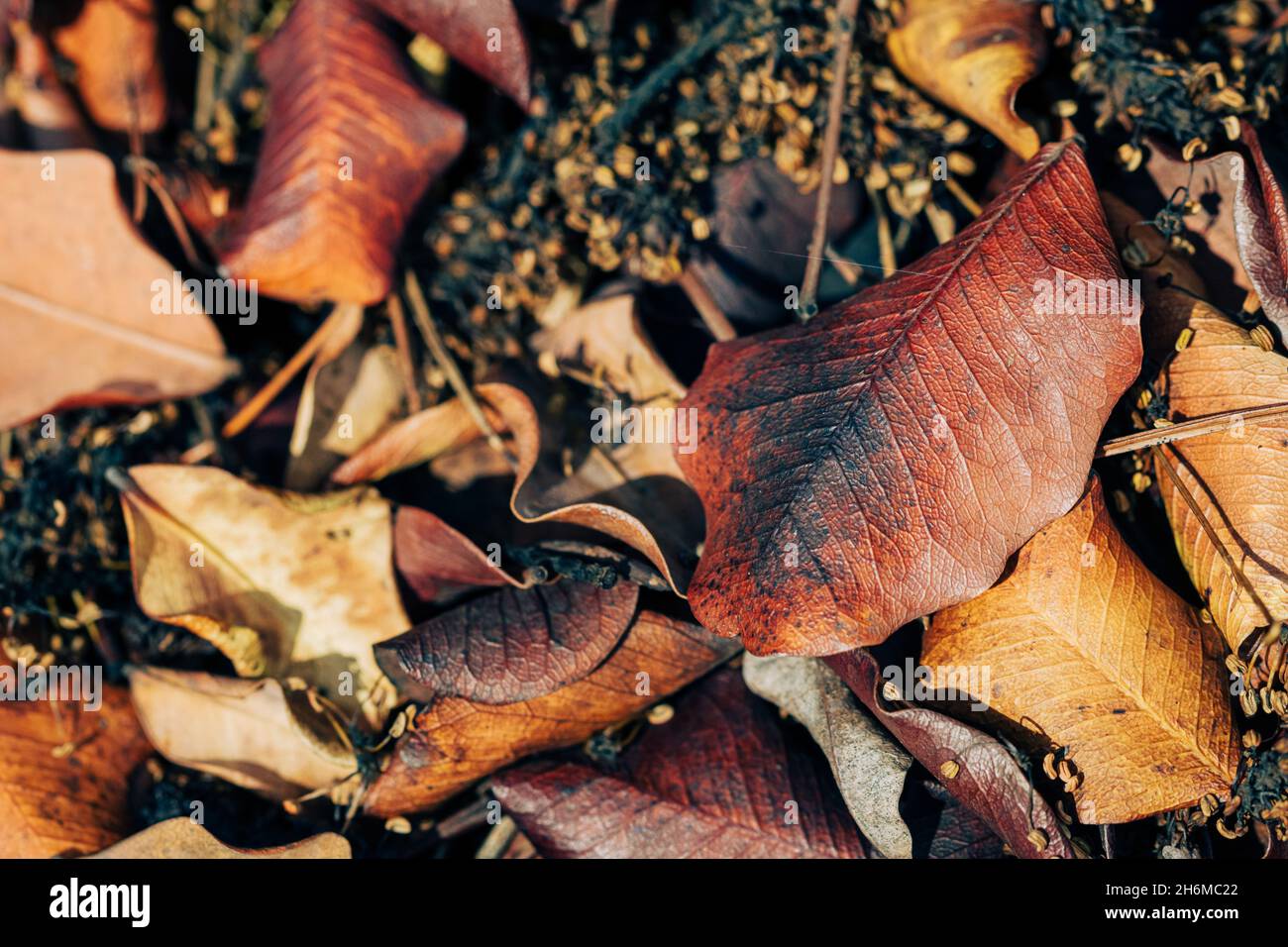 a image of a forest floor covered in fallen leaves during the autumn ...