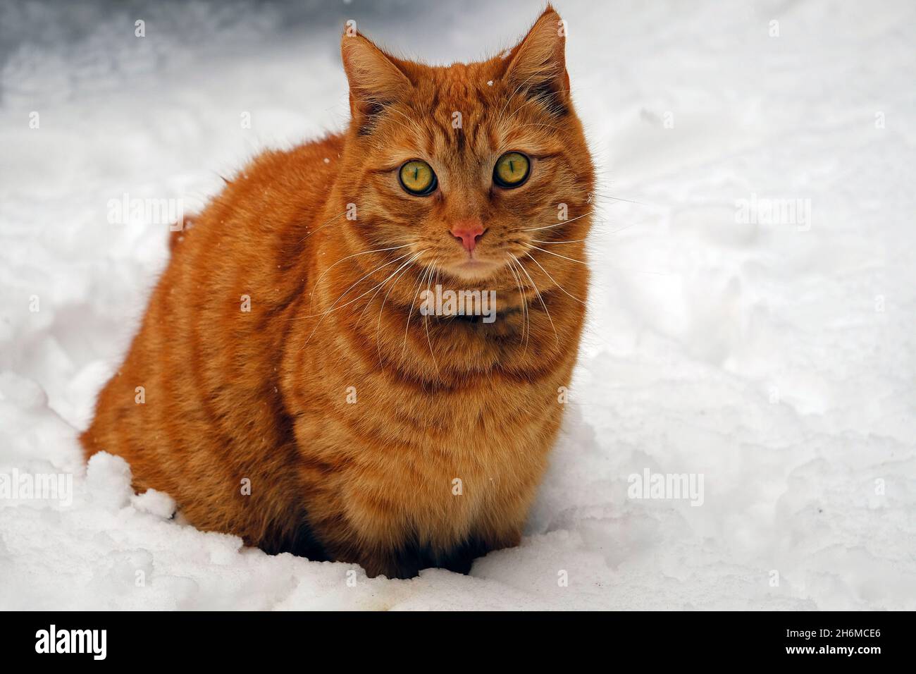Ginger cat outdoors in snow in Co. Meath Ireland Stock Photo