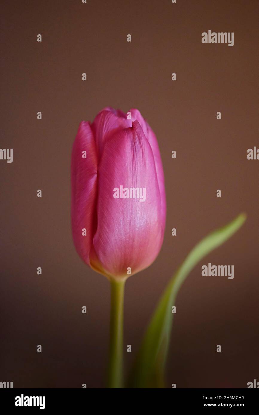 Beautiful purple tulip suitable as a greeting card. Stock Photo