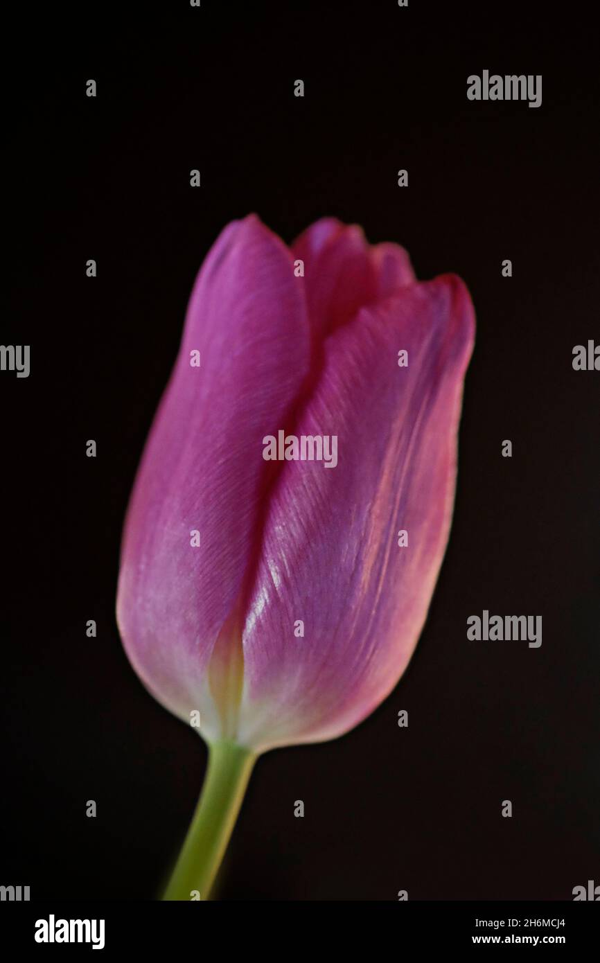 Beautiful purple tulip suitable as a greeting card. Stock Photo