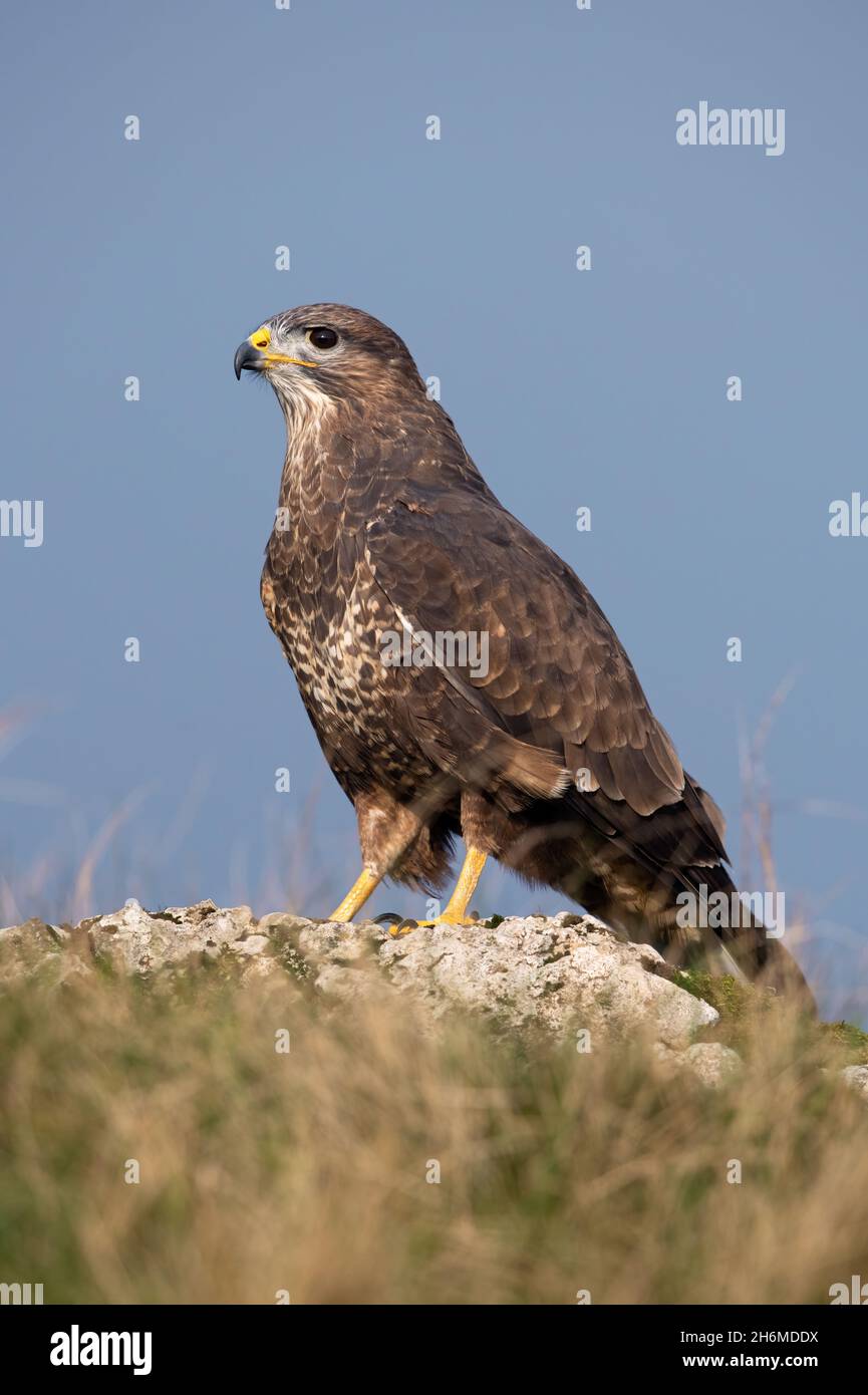 Common Buzzard (Buteo buteo) perched on the crest of a hill Stock Photo