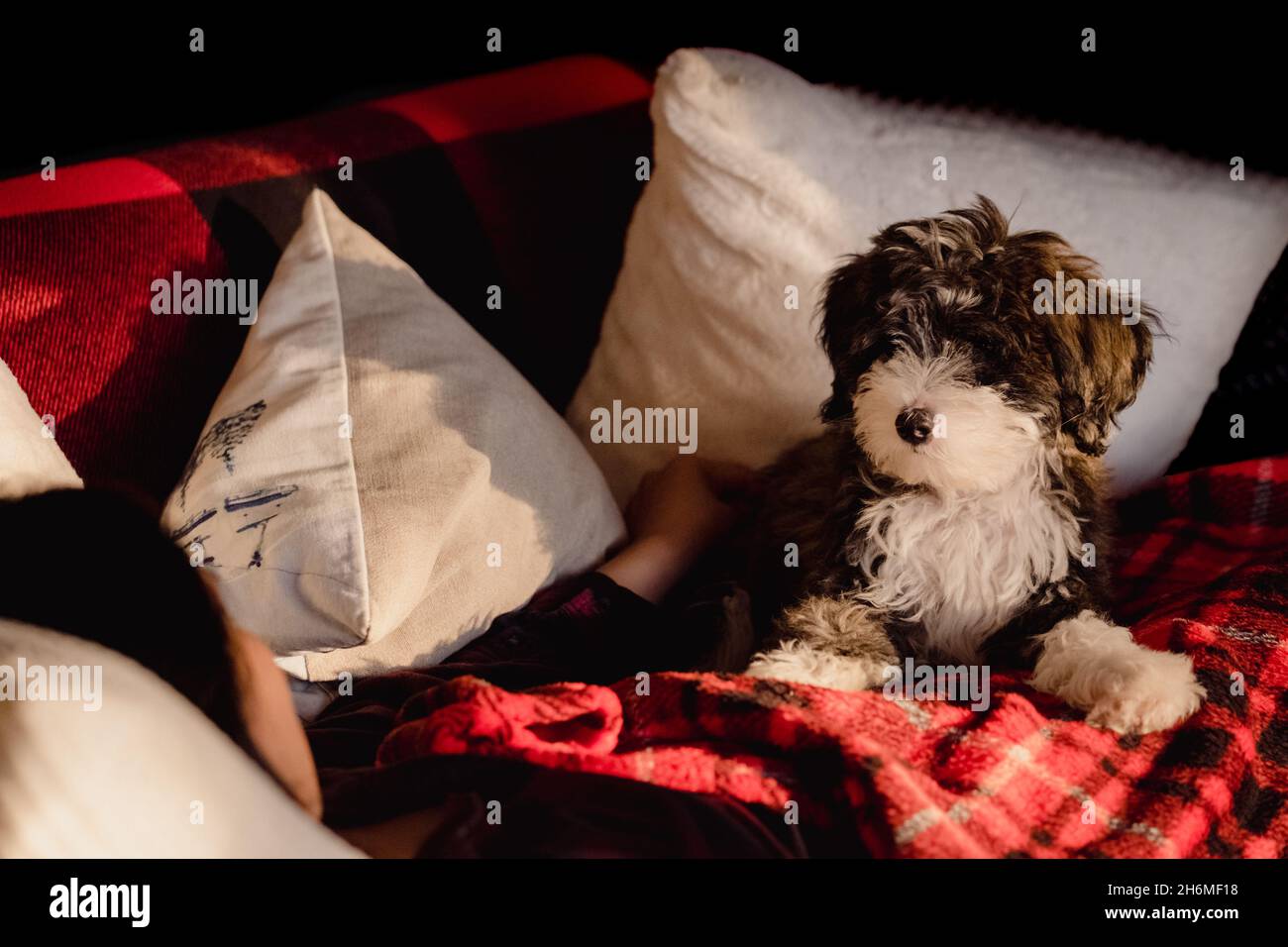 sheepadoodle puppy on a comfy red plaid blanket and couch, gazing at his female owner representing togetherness Stock Photo