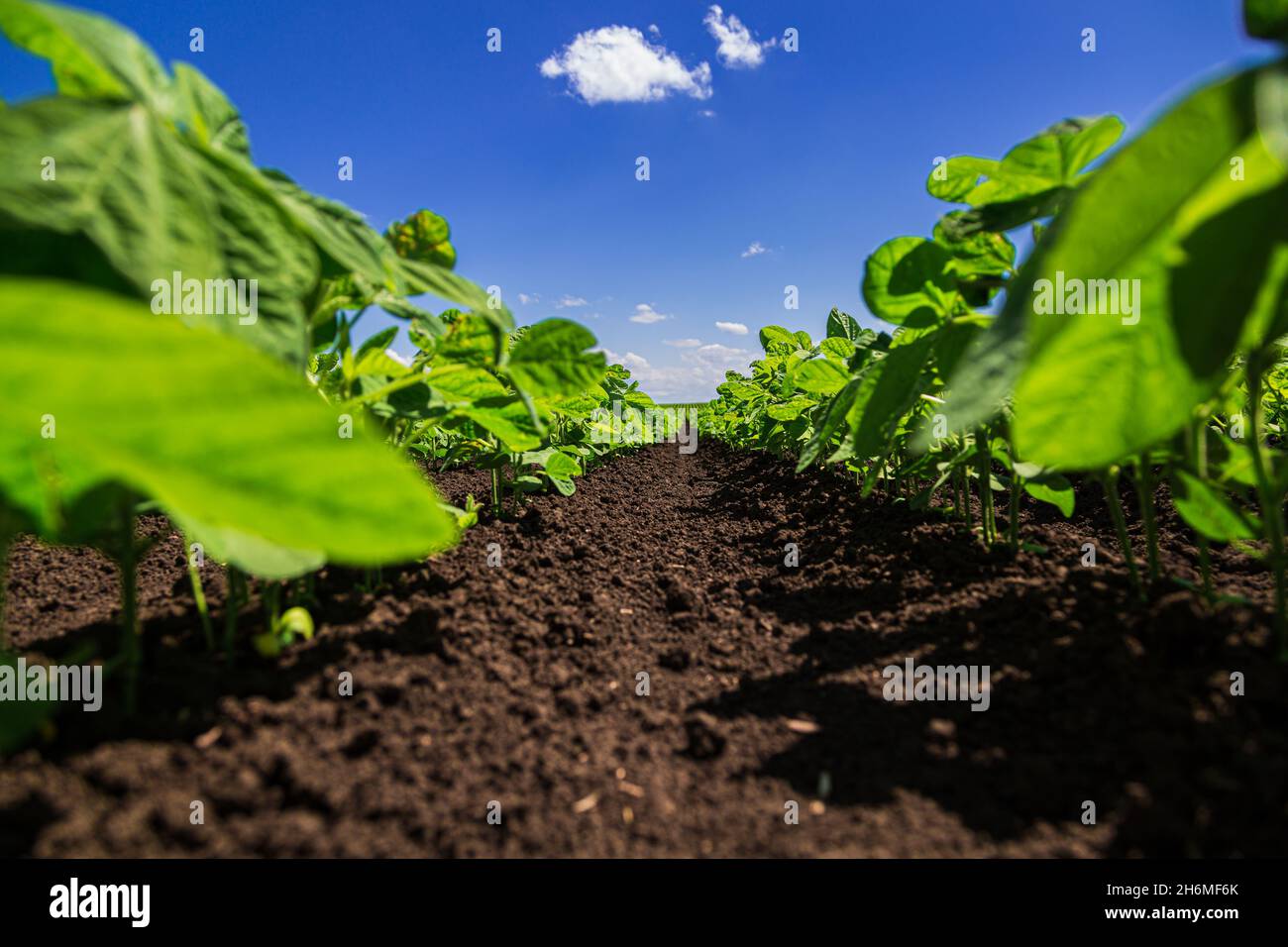 Soybean field ripening at spring season, agricultural landscape Stock Photo