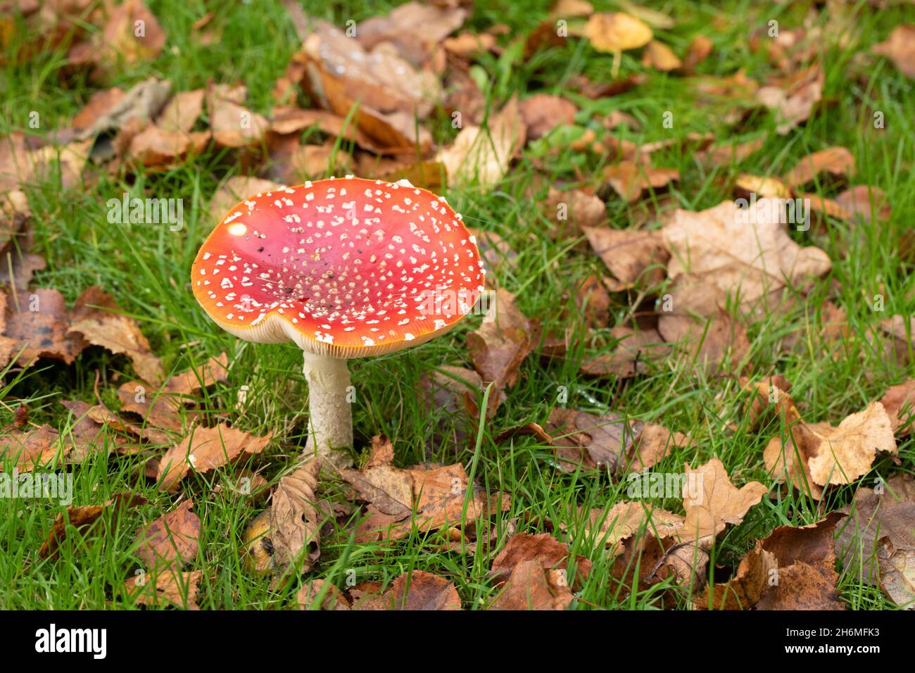 Toadstool identification Fly Agaric, symbiotsis relationship with Birch Betula sp. the, evidence autumn deciduous  leaves on ground alongside fungi. Stock Photo