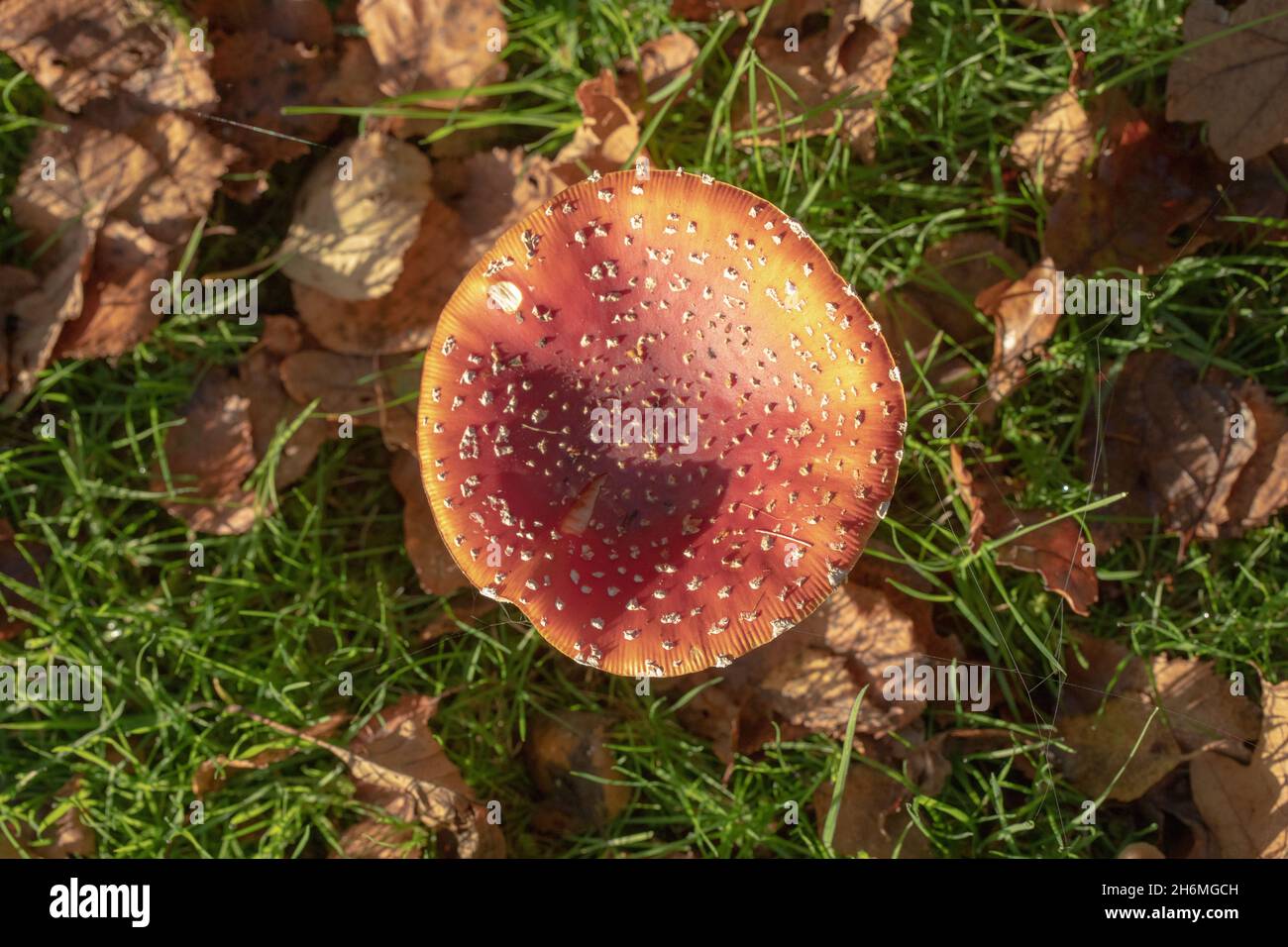 Fly Agaric Toadstool (Amanita muscaria). Looking down on a single toadstool with fallen Downy Birch, Betula pubescens, autumn shed leaves, a tree spec Stock Photo