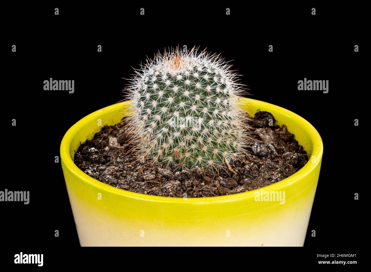 Cactus flower in a white flower pot. Growing plants in pots for home and garden decoration. Isolated black background Stock Photo