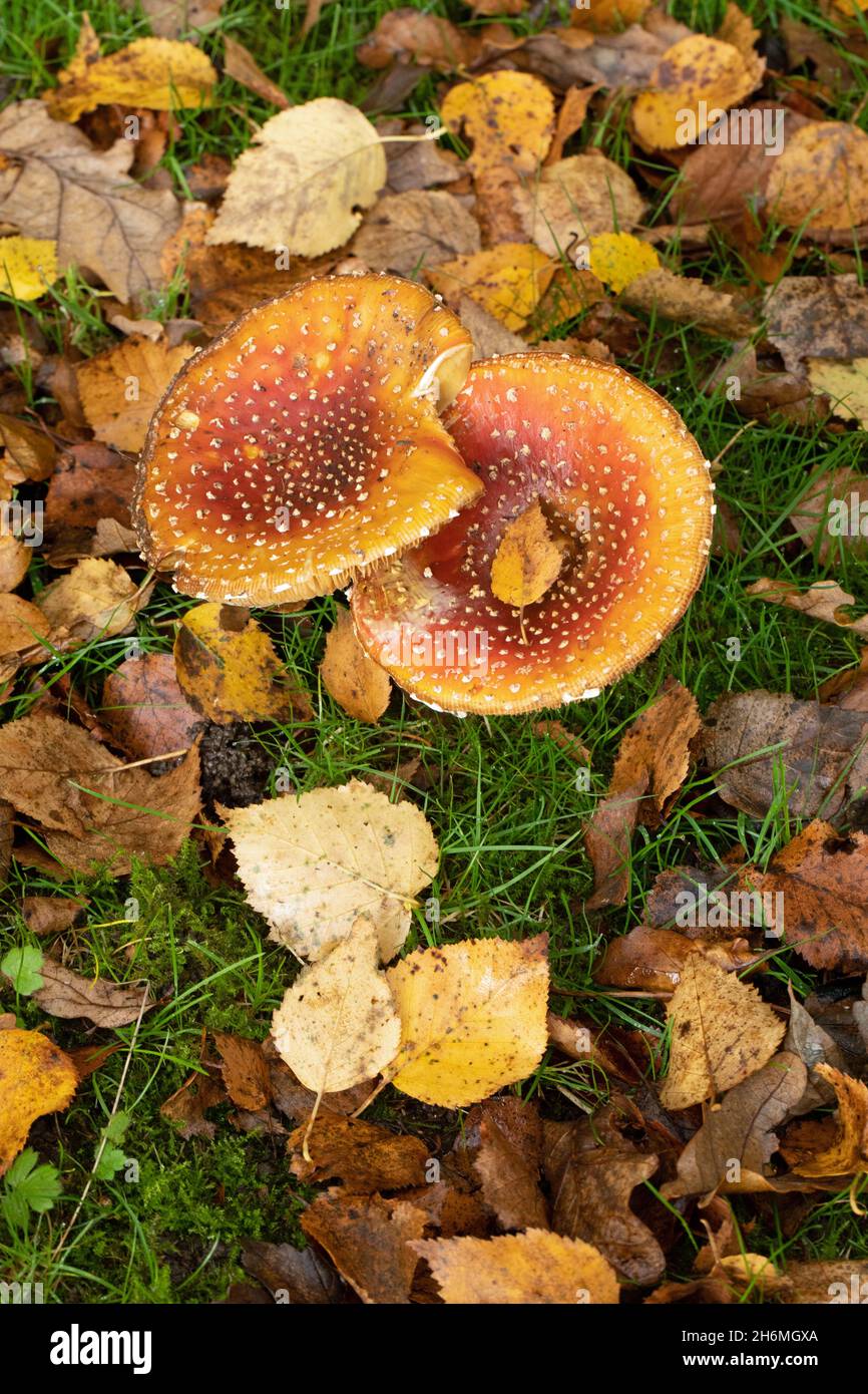 Fly Agaric Toadstools (Amanita muscaria). Looking down on two toadstools with fallen Downy Birch, Betula pubescens, autumn shed leaves, a tree species Stock Photo