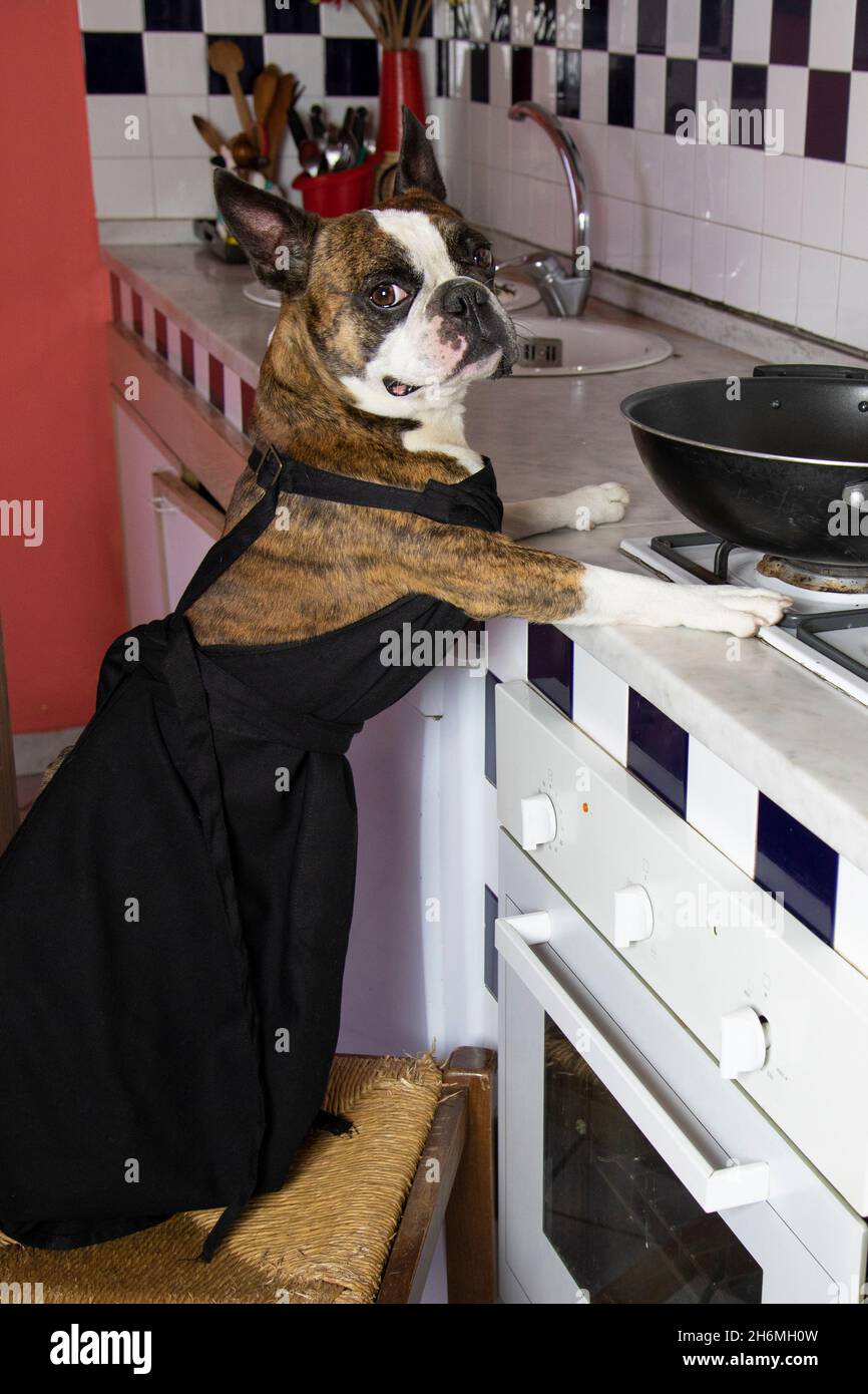 dressed up like a dog's dinner Idiom: done up / dressed up like a dog's dinner