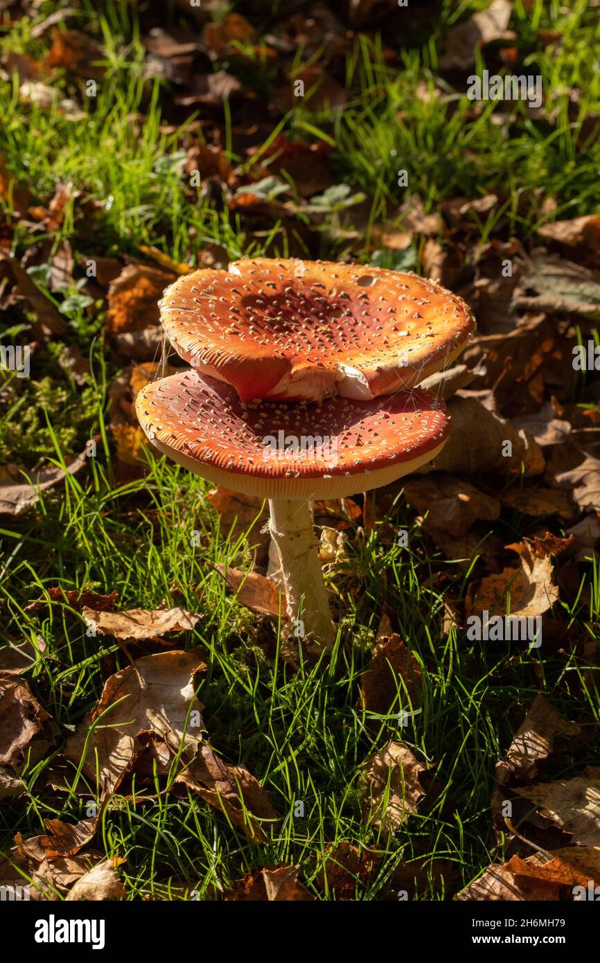 Colourful red capped toadstools Fly Agaric, autumn fall, deciduous leaves on grass, moss covered ground backlit, rim lit, by evening sun. October, UK Stock Photo