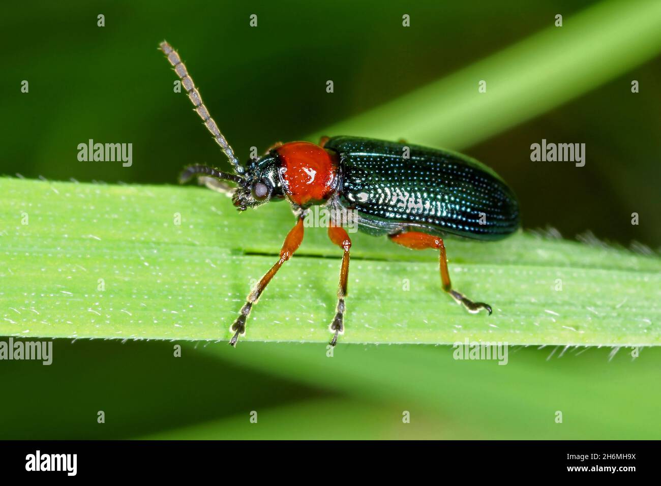 Oulema melanopus hi-res stock photography and images - Page 2 - Alamy