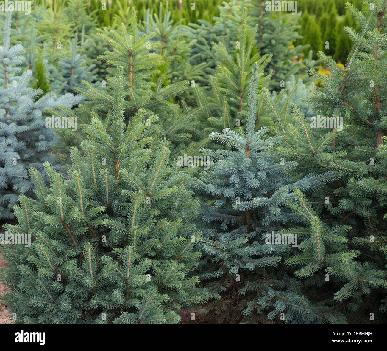 Young fir trees. Plant nursery. Stock Photo