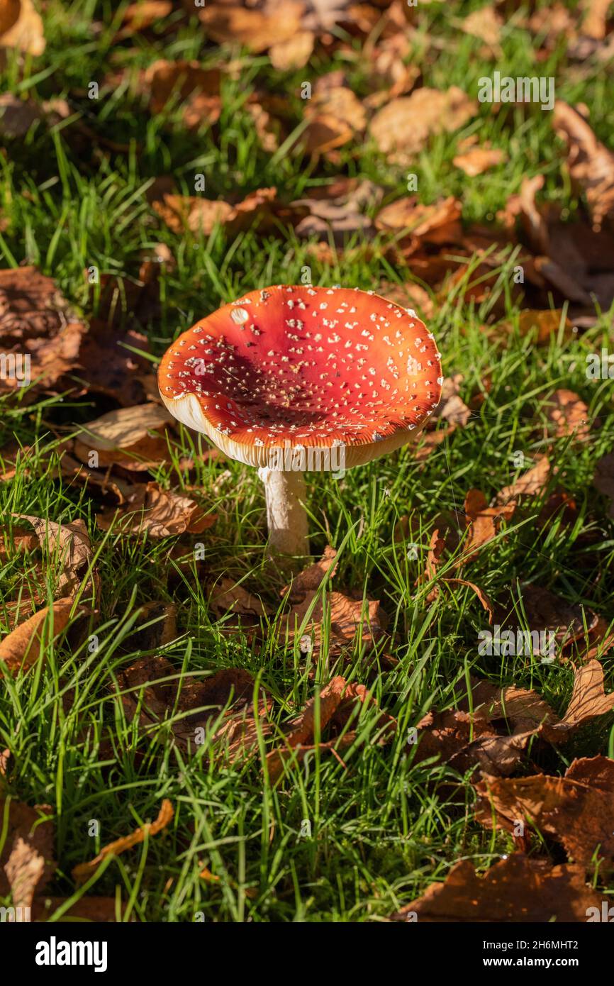 Poisonous Fungi recognition. Red cap warning colour. Toadstool with possible psychoactive, halucinogenic attributes if eaten by people. Fly Agaric sp. Stock Photo