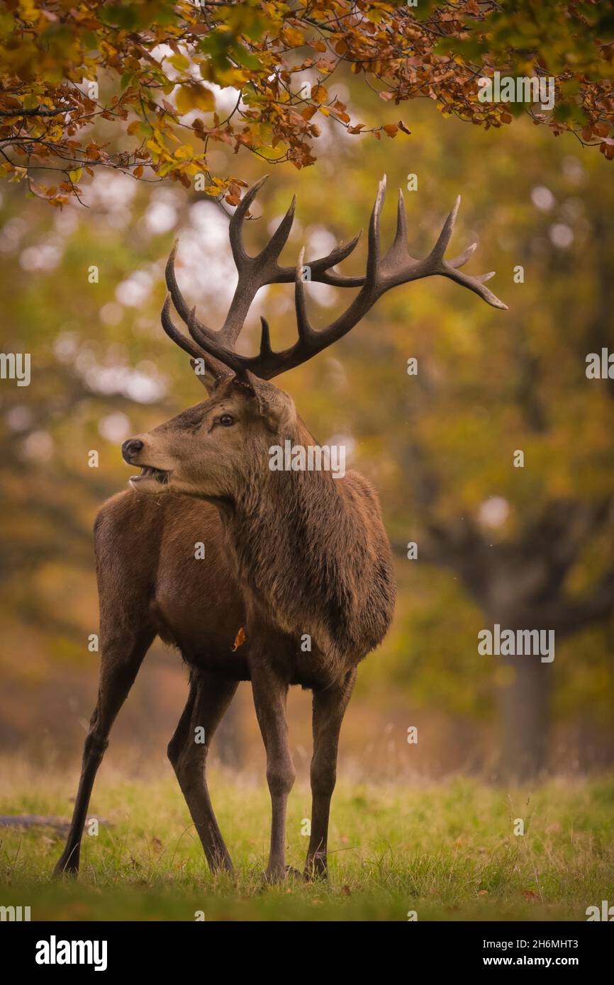 Richmond Park, London, UK. 16th November 2021.  A wild red deer stag (Cervus elaphus) roaming in a vibrant, autumnal Richmond Park. Following the rutting season, the deer are relaxed and much thinner than previously.  Amanda Rose/Alamy Live News Stock Photo