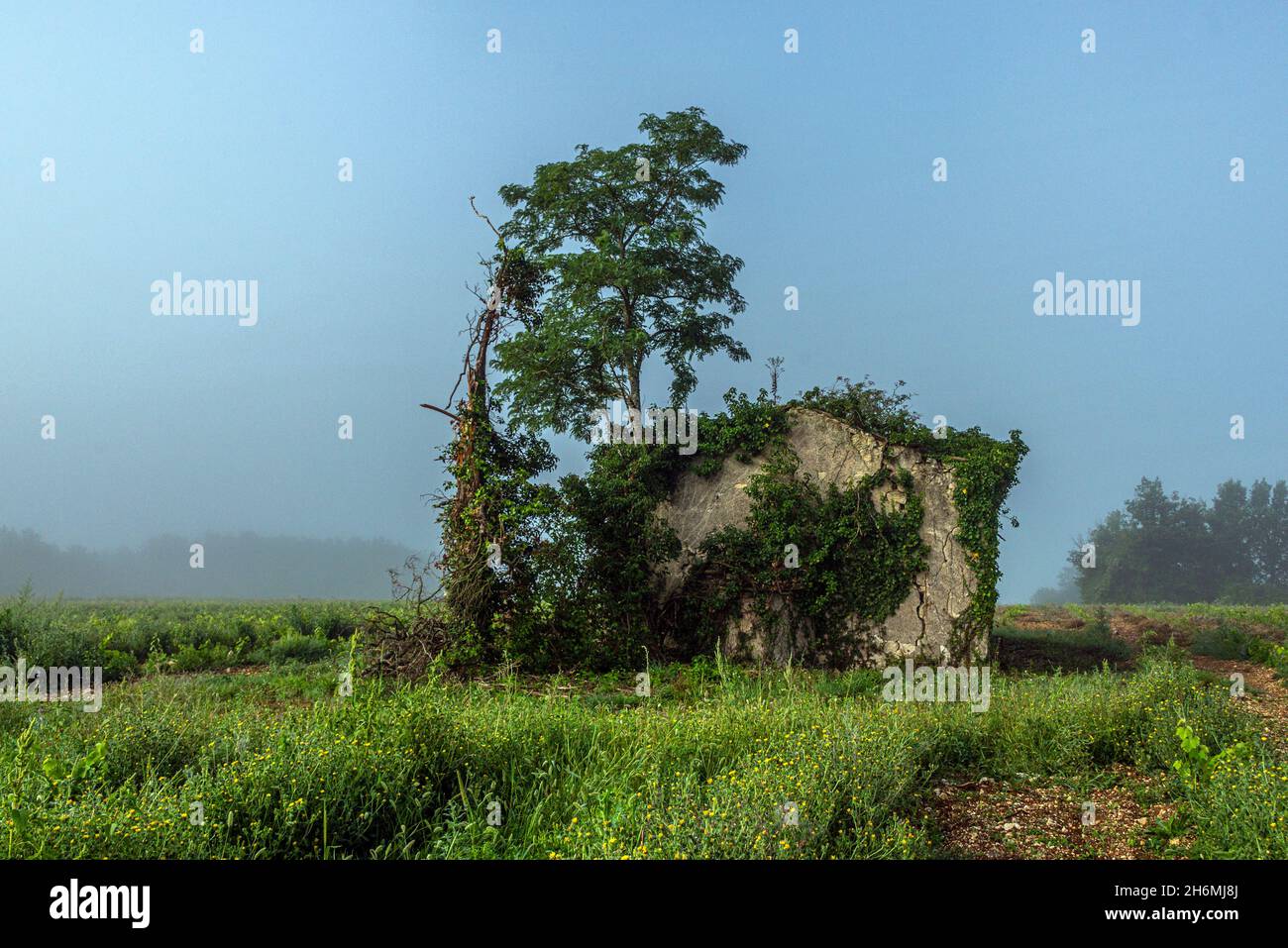 Ruined and abandoned stone house in a vineyard, southern France. Stock Photo