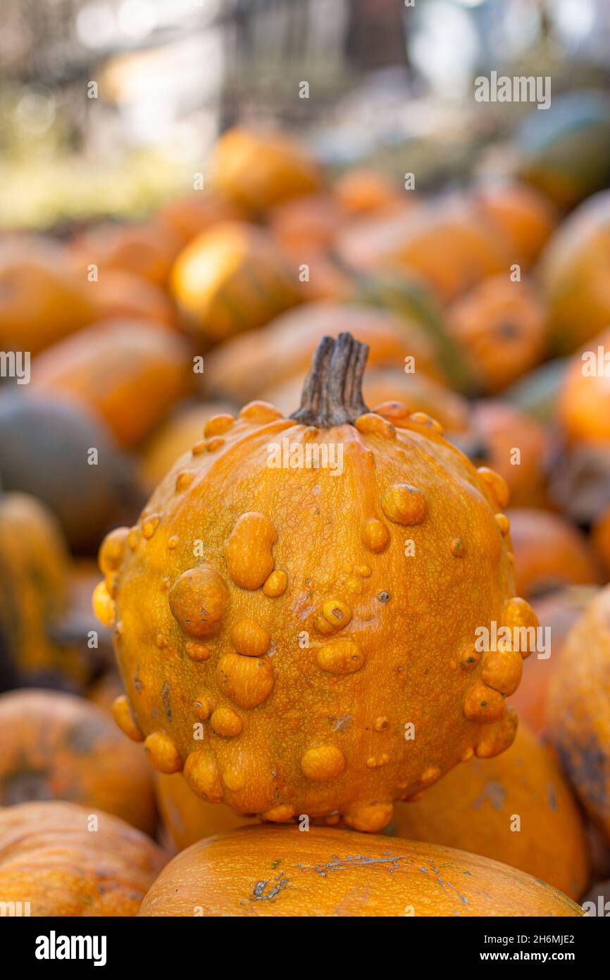 Autumn harvest of pumpkins. Stock Photo