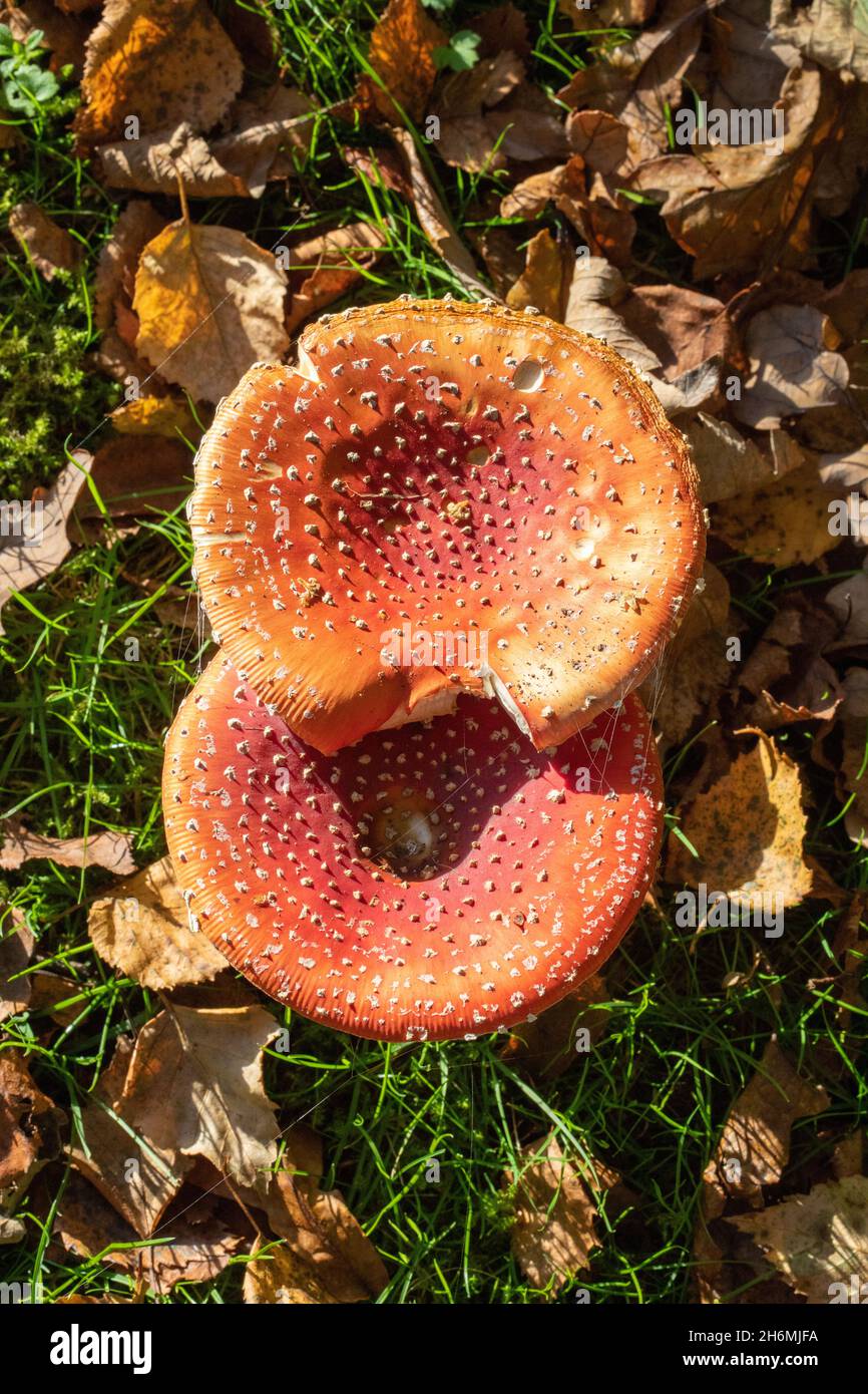 Fly Agaric Toadstools (Amanita muscaria). Looking down on two toadstools with fallen Downy Birch, (Betula pubescens), autumn shed leaves, a tree speci Stock Photo