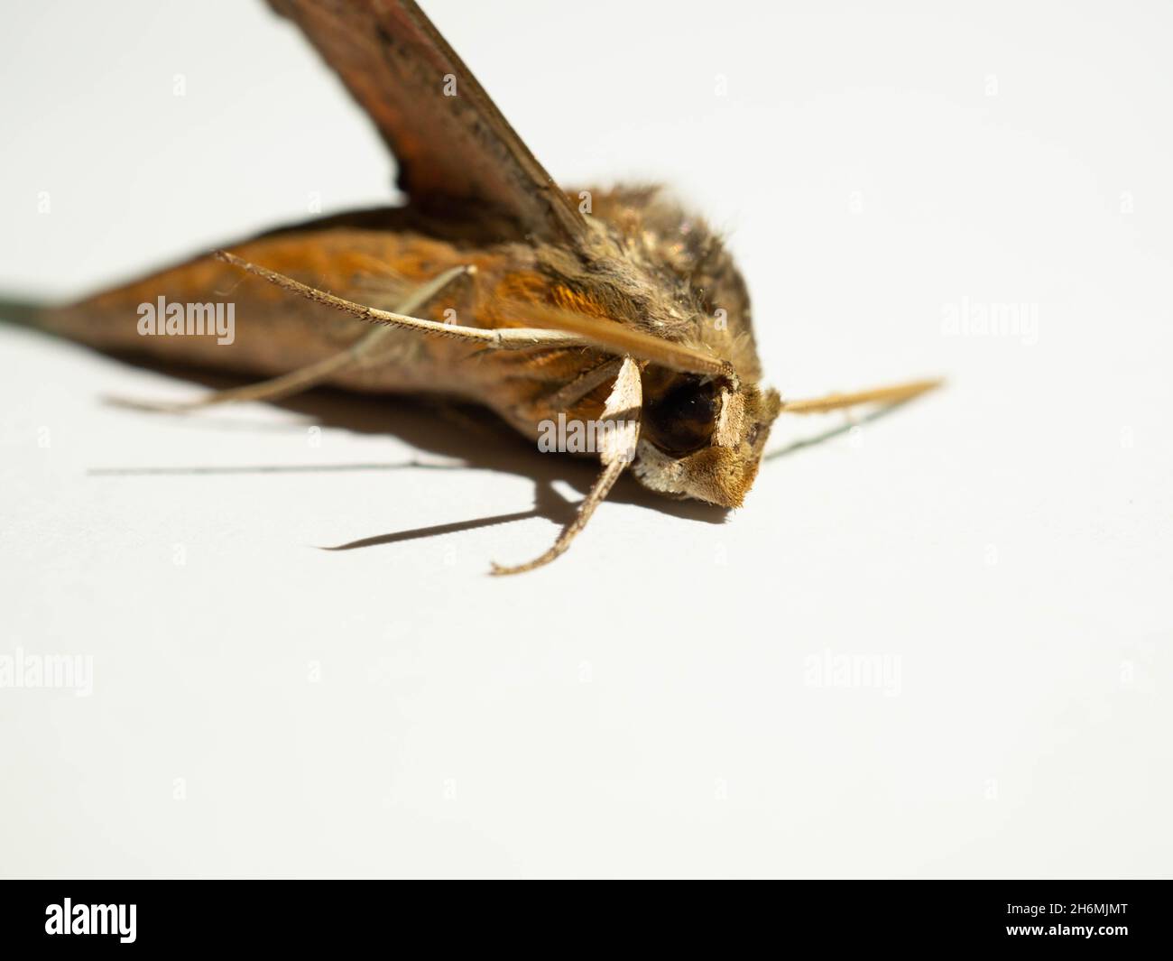 Close up shot of Agrius convolvuli, the convolvulus hawk-moth, is a large hawk-moth. It is common throughout Europe, Asia, Africa, Australia and New Z Stock Photo