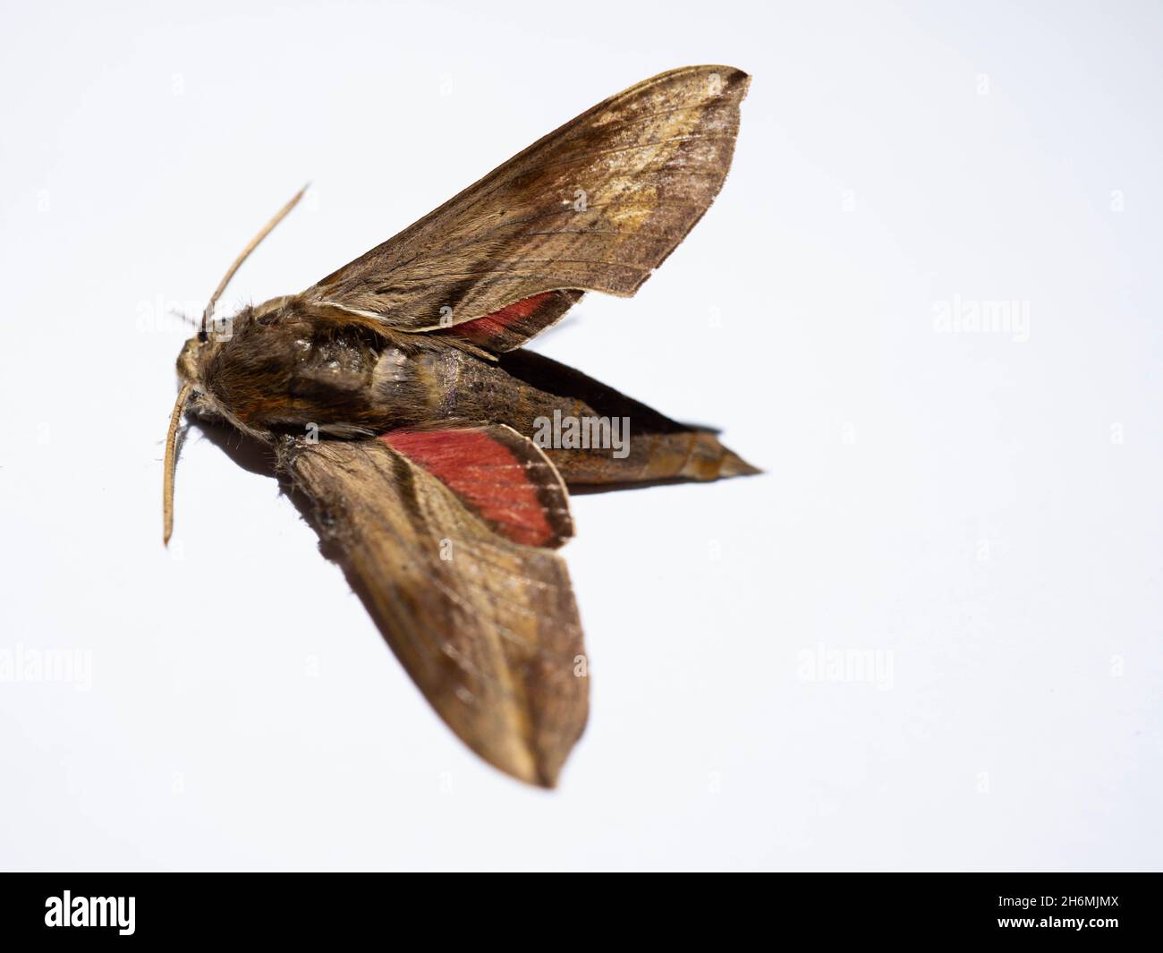 Close up shot of Agrius convolvuli, the convolvulus hawk-moth, is a large hawk-moth. It is common throughout Europe, Asia, Africa, Australia and New Z Stock Photo