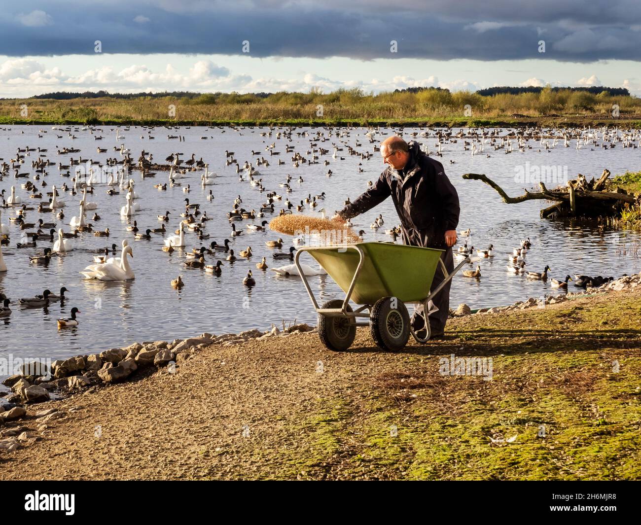 A warden feeding cereal grain to Whooper Swans and other ducks and