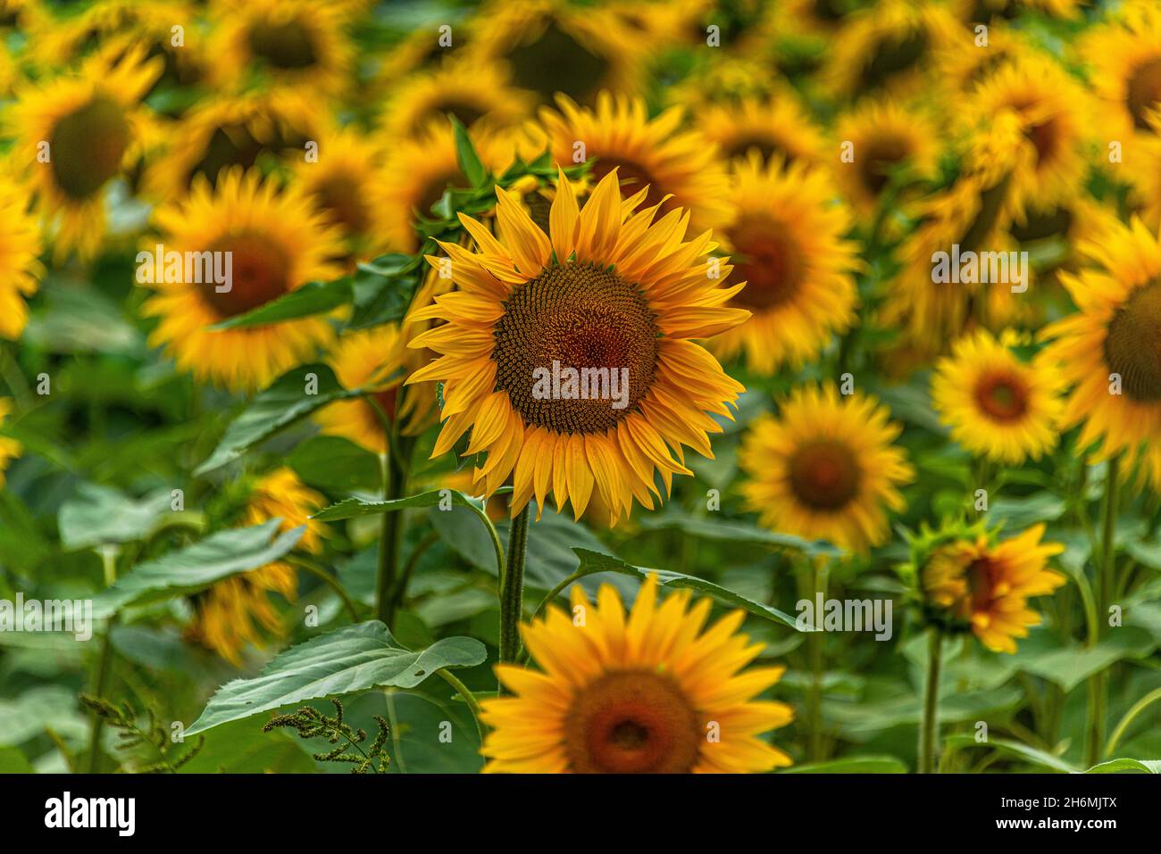 Sunflowers in bloom in a southern French field Stock Photo Alamy