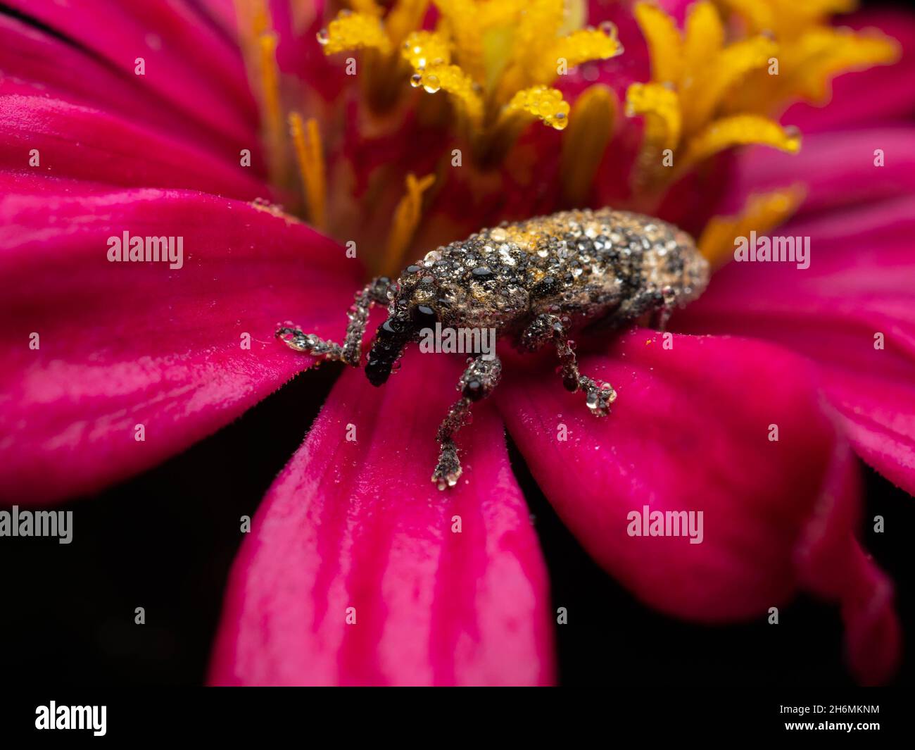Weevils are beetles belonging to the superfamily Curculionoidea, known for their elongated snouts. They are usually small, less than 6 mm in length, a Stock Photo