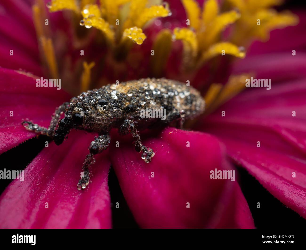 Weevils are beetles belonging to the superfamily Curculionoidea, known for their elongated snouts. They are usually small, less than 6 mm in length, a Stock Photo