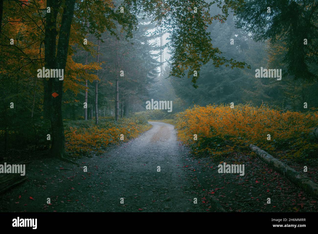 Pathway in a forest surrounded by trees with a foggy background Stock ...