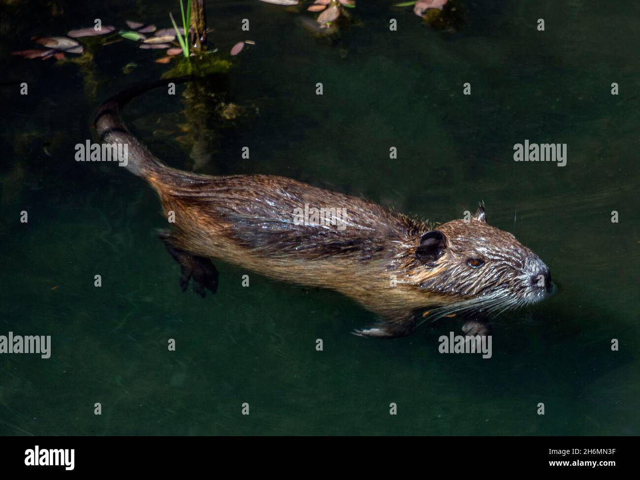 A close up shot of a French Coypu, or Ragondin (Myocastor coypus) swimming in a river. Stock Photo