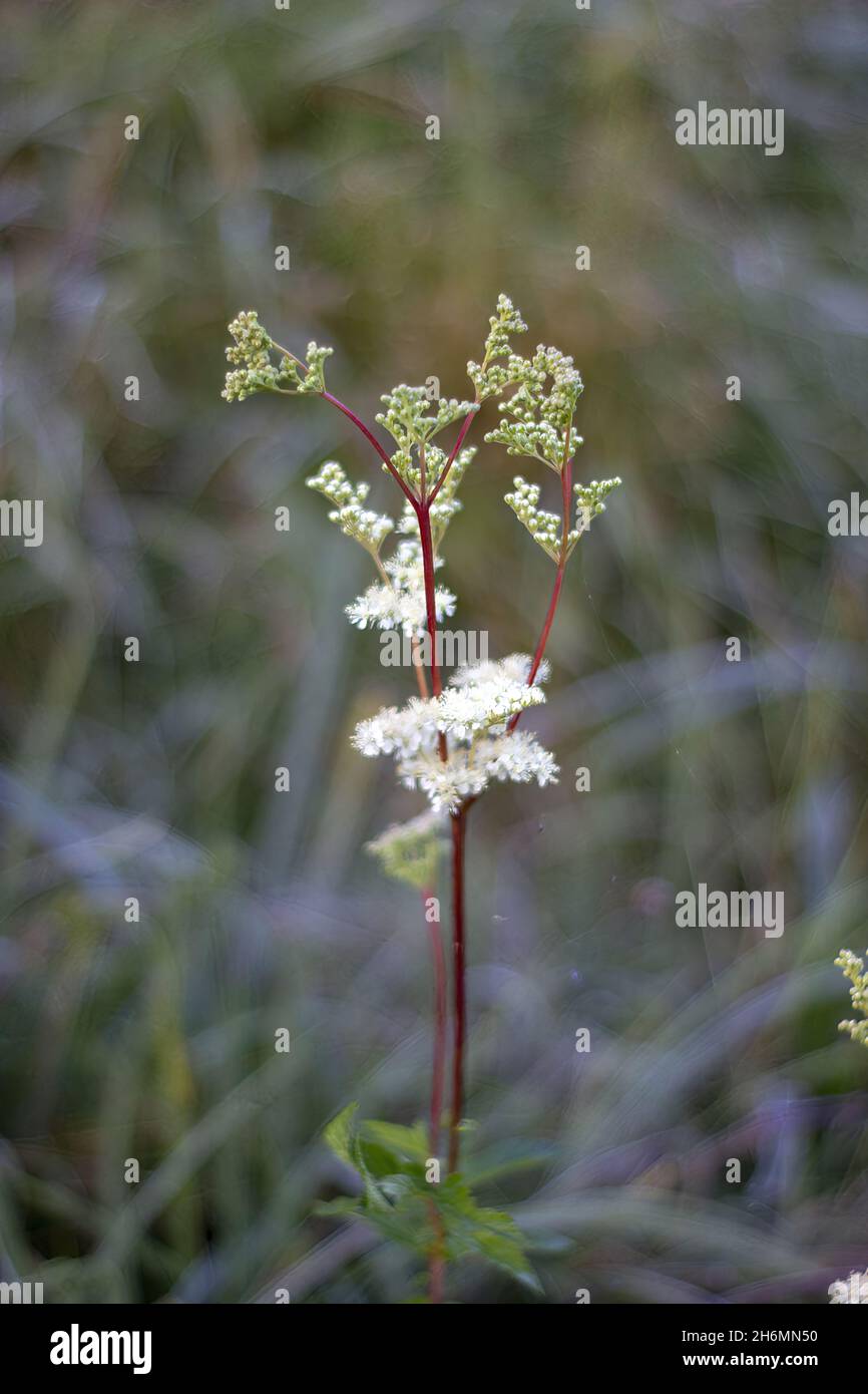 Closeup shot beautiful alyssum hi-res stock photography and images - Alamy