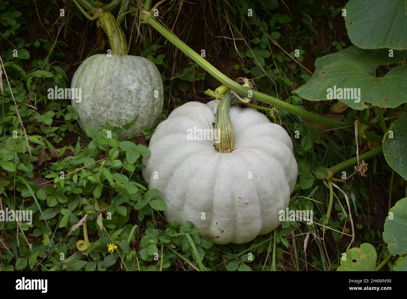 Closeup shot of white pumpkins growing in a garden Stock Photo - Alamy
