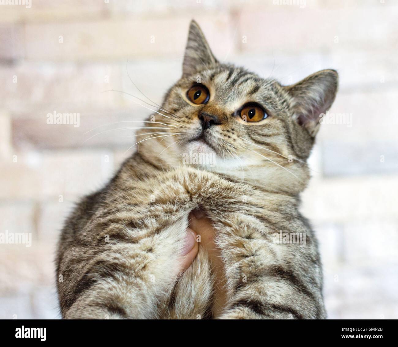 Scottish straight golden tiger tabby cat in his hands on the background of the wall, the theme of cats and cats in the house, pets their photos and th Stock Photo